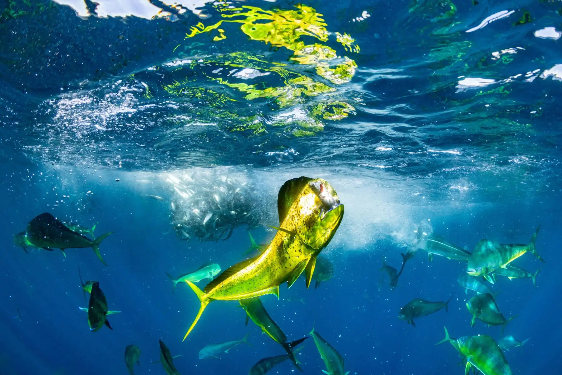 Un dorado triunfante o dorado común exhibe con orgullo su captura en medio de un frenesí alimenticio. “Sus vibrantes tonos amarillos y verdes brillan con fuerza bajo la luz del sol refractada contra el impresionante azul del Océano Pacífico”, dice Castellanos Raboso. “La bola de cebo estaba semiestática, lo que nos permitió pasar un tiempo en el agua con estos peces, que se movían como torpedos frente a nosotros. Foto: Manuel Castellanos Raboso