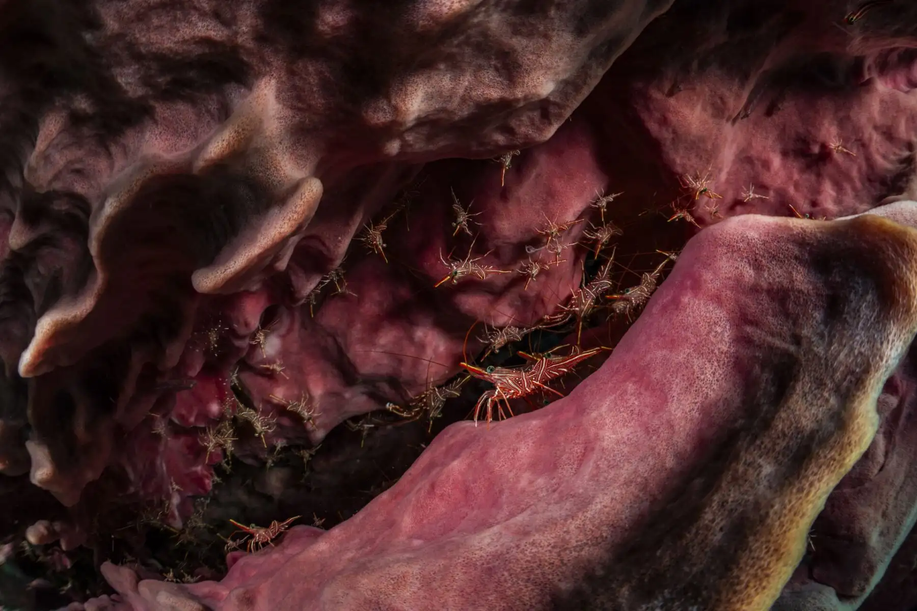 “Al contemplar a esta iguana marina, con la mitad de su cuerpo sumergido en las aguas y la otra mitad emergiendo de la superficie, es imposible no maravillarse ante la singularidad de estas criaturas. Sin duda, las iguanas marinas son dinosaurios vivientes, un testimonio de las innumerables etapas y transformaciones por las que ha pasado la vida en nuestro planeta”, afirma Fernández Caballero. Foto: Nataya Chonecadeedumrongkul