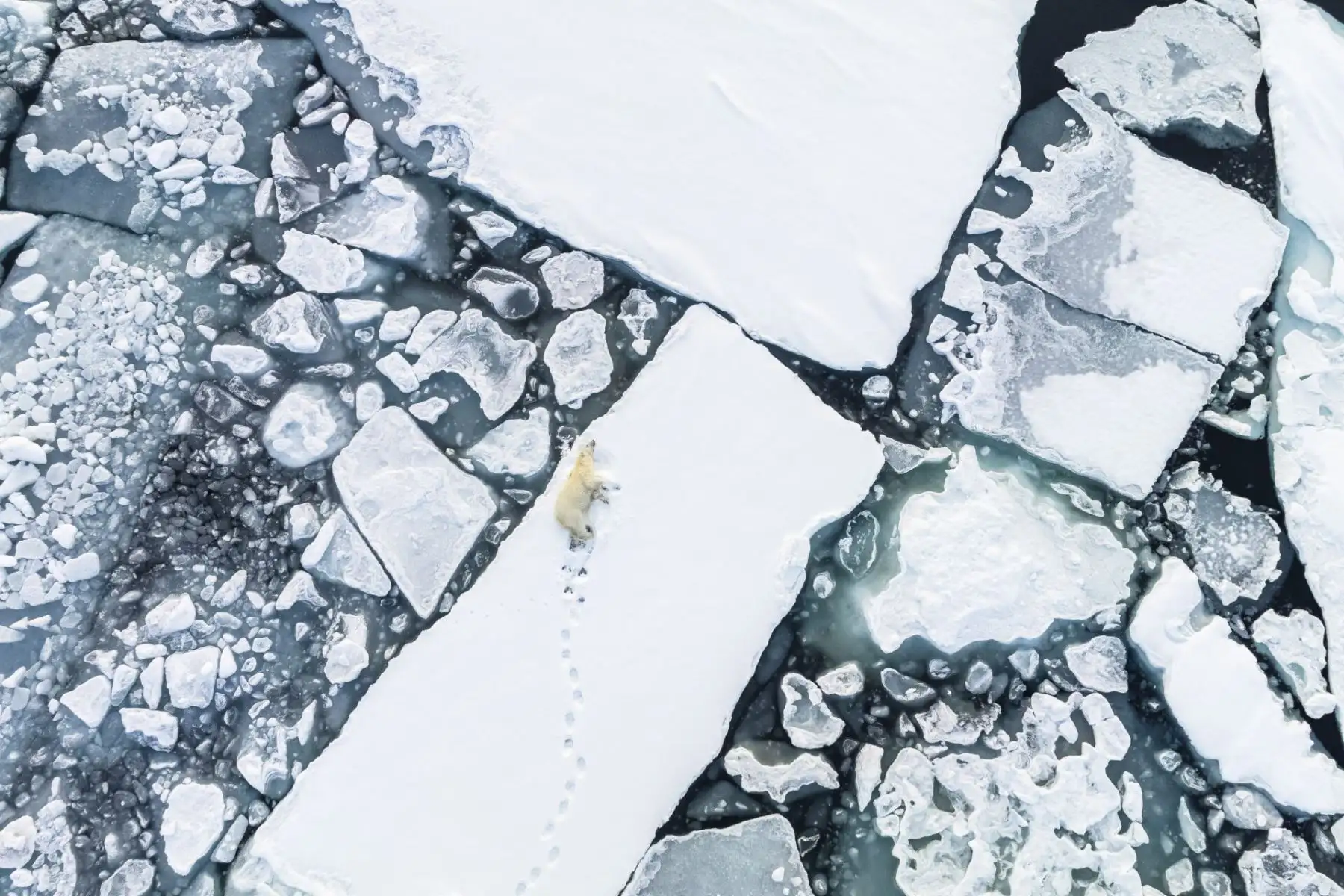 El Grinch, un oso polar con un carácter particular, descansa. Ledoux explica: “Tenía una rutina predecible. Cada noche se despertaba, se estiraba, se dirigía al borde del hielo y perseguía a las morsas. Esa noche, su espíritu juguetón se extendía a los pájaros, a los que perseguía con una energía desbordante, corriendo de un lado a otro simplemente por el placer de hacerlo. Cuando anochecía, el Grinch decidió que era hora de cazar. Foto: Florian Ledoux
