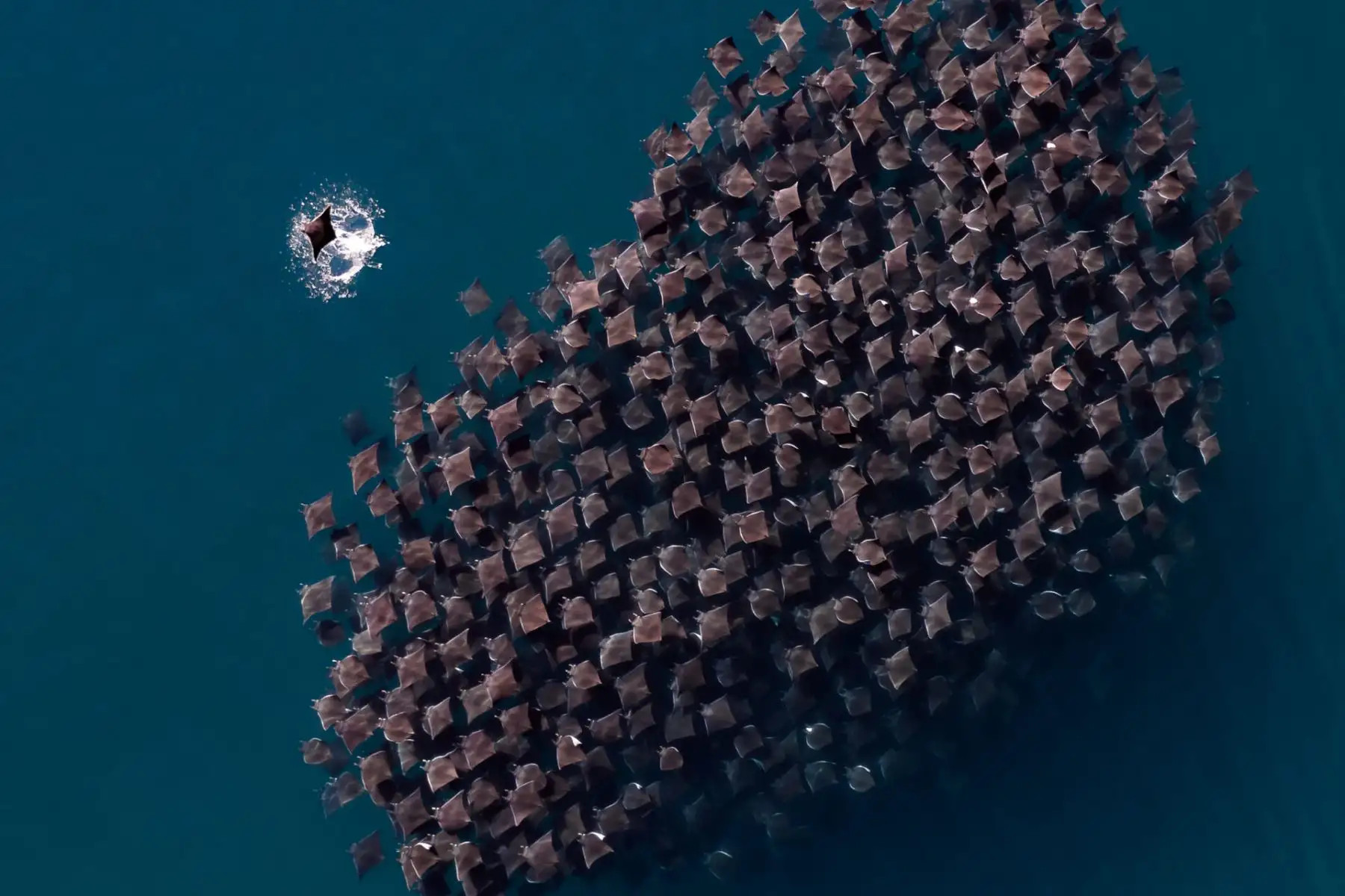 “Todos los años, miles de rayas mobula se congregan en el Mar de Cortés. Es un fenómeno impresionante de presenciar”, explica Leusko. “Lo que inicialmente parecía una bola oscura en movimiento desde el cielo, se transformó en una intrincada red de mobula sobre mobula cuando volé mi dron más cerca. Fue entonces cuando comenzaron a saltar fuera del agua y fue pura magia. Estoy agradecido de poder presenciar, capturar y compartir estos destellos”. Foto: Laura Leusko