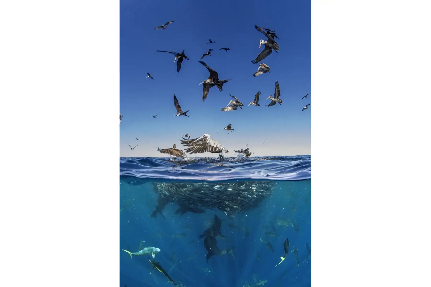 “La imagen captura la loca dualidad de la caza. Arriba, los pelícanos se lanzan en picada desde el cielo en una danza bien coordinada. Bajo el agua, es puro caos. Los dorados se lanzan a toda velocidad, persiguiendo a las sardinas”, explica Llobera. “Estuve en el agua durante horas porque la bola de cebo estaba estática. La superficie estaba turbia por el festín, y los leones marinos también se unieron a la acción. Foto: Merche Llobera