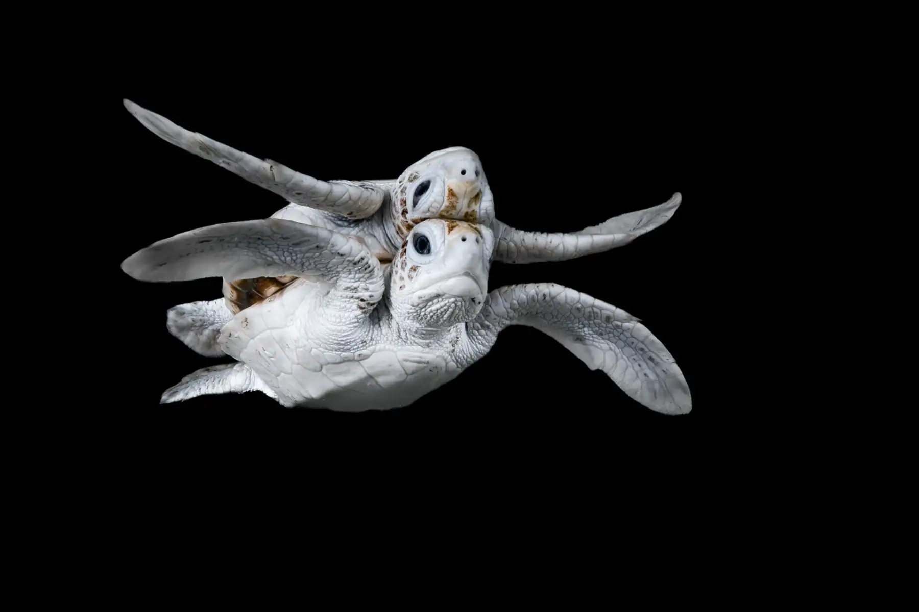 En las islas en conflicto de Papúa Nueva Guinea, los esfuerzos de conservación han transformado a antiguos cazadores furtivos en protectores, lo que ha aumentado el número de crías de tortugas. “En medio de este éxito, se encontró una rara tortuga verde leucística entre los nidos”, dice Wilton. “Usando la superficie del agua tranquila, capturé el sorprendente reflejo de la cría cuando emergió para tomar aire. Foto: Jake Wilton