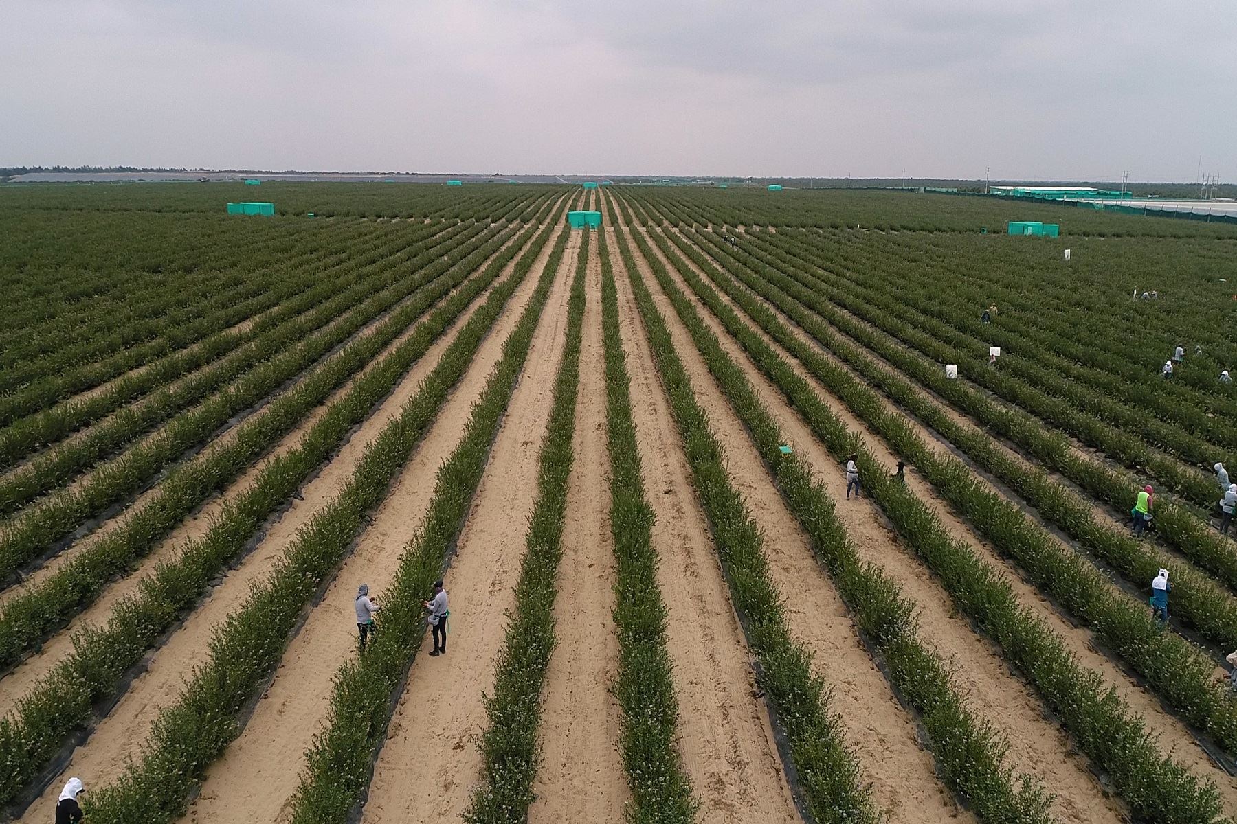 Campos agrícolas en producción. Cortesía ProInversión