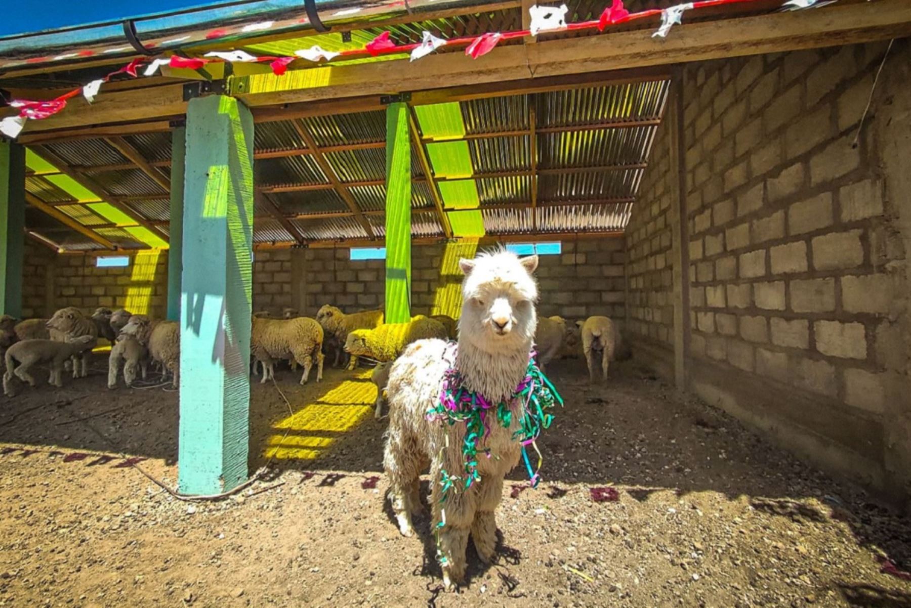 El Gobierno cumplió la meta de construir 3,080 cobertizos para proteger a más de 369,000 alpacas y ovinos en todo el país. Foto: Cortesía.