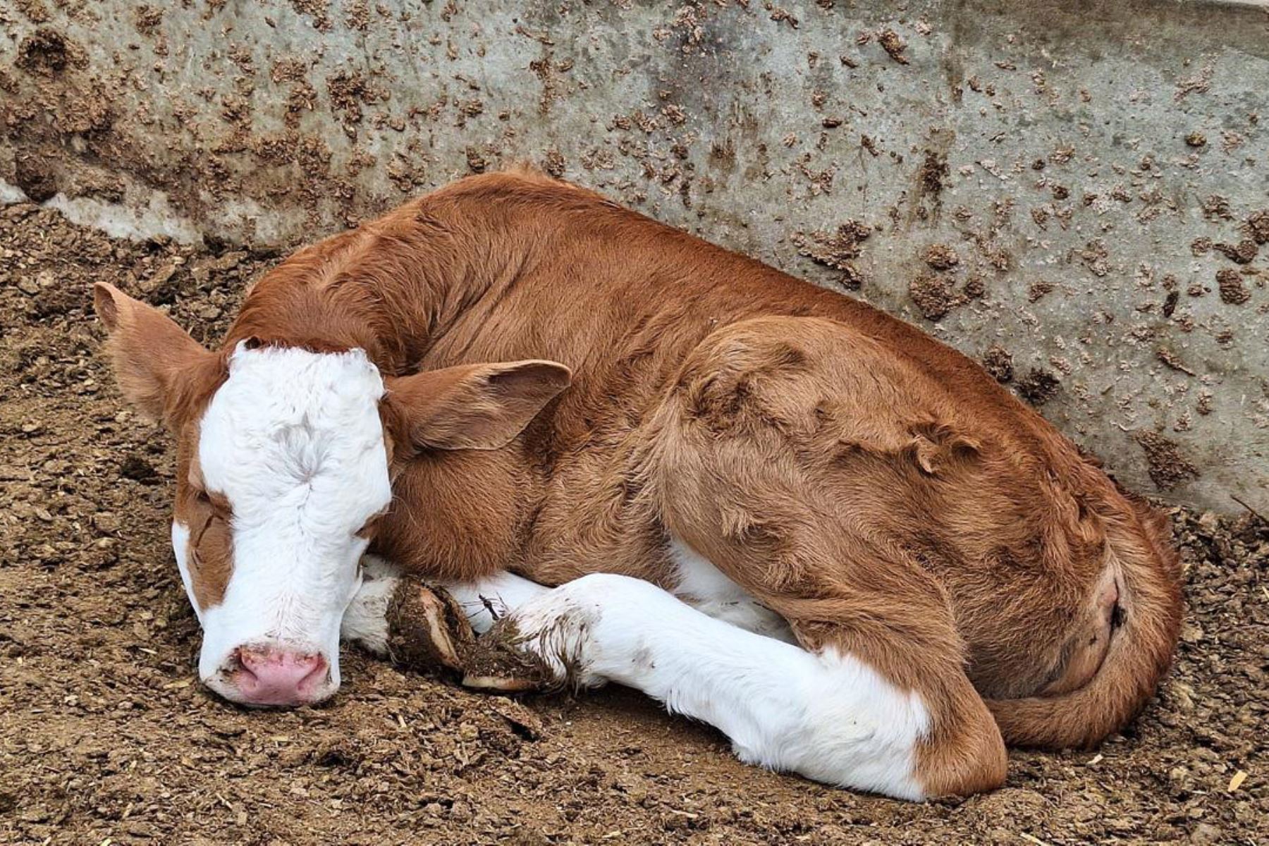 Rosita fue la primera ternera en nacer bajo modalidad asistida en el norte del país gracias al proyecto de biología reproductiva que ejecuta la UPAO. ANDINA/Difusión