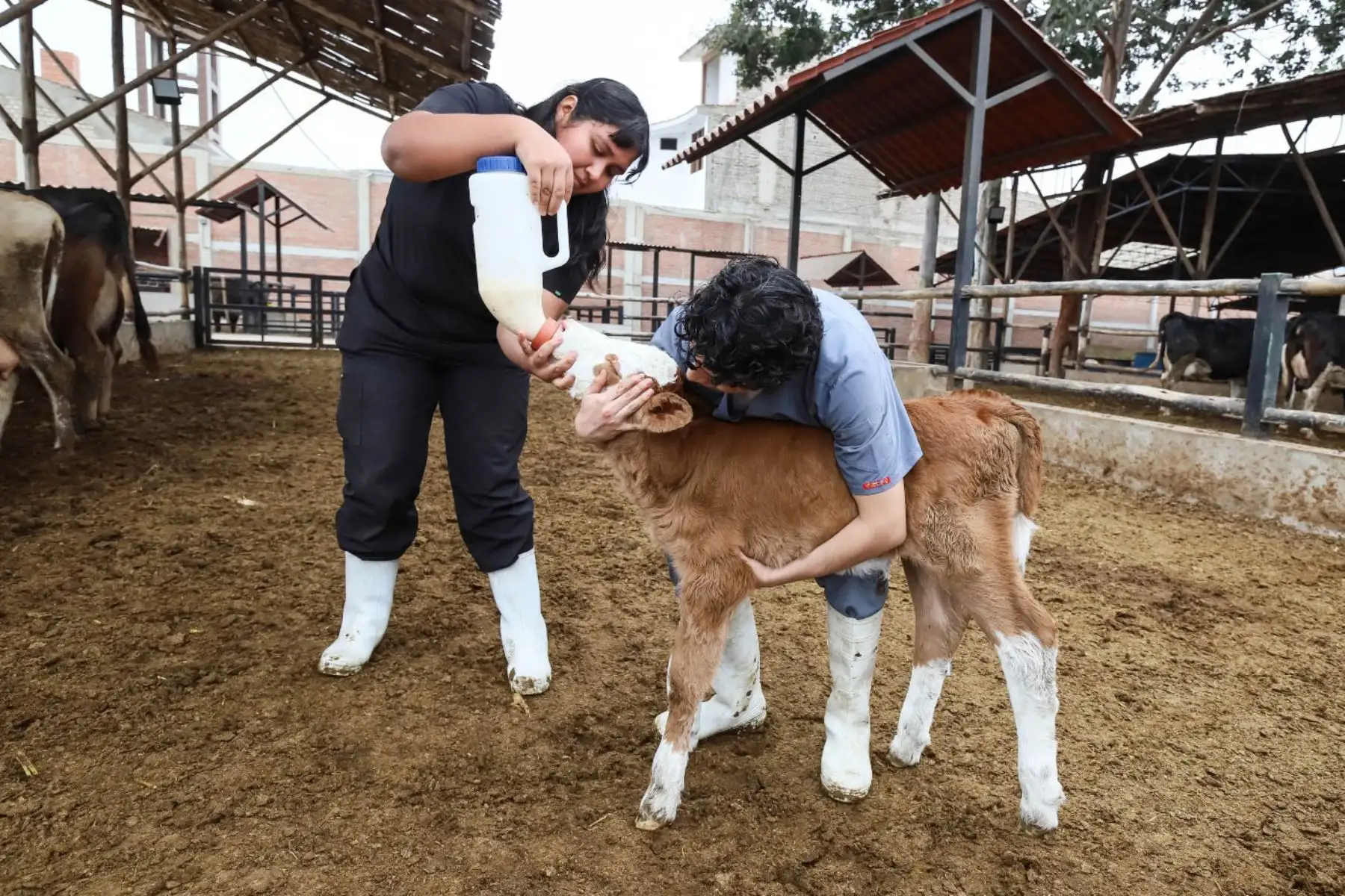 En diálogo con la Agencia Andina, José González Cabeza, jefe de Centros de Investigación de la UPAO, informó que se eligió esta raza porque combina un alto rendimiento de leche con una excelente producción de carne, y también porque es la que mejor se adapta a las condiciones climatológicas de Trujillo. Foto: ANDINA/Luis Puell
