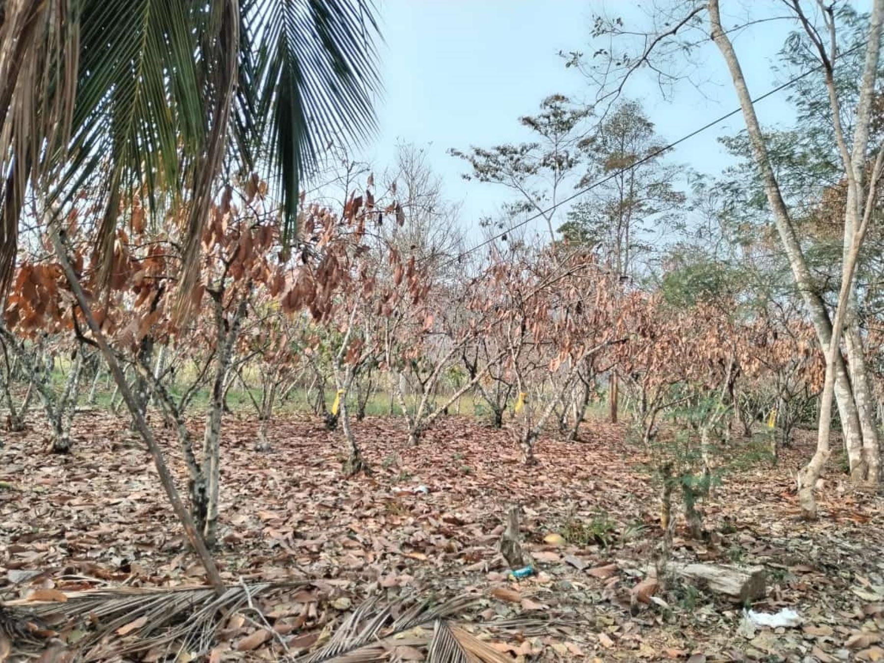 El déficit hídrico que se registra en la región San Martín afecta a los cultivos de cacao y cítricos que ahora se encuentran en riesgo por la falta de agua. ANDINA/Difusión