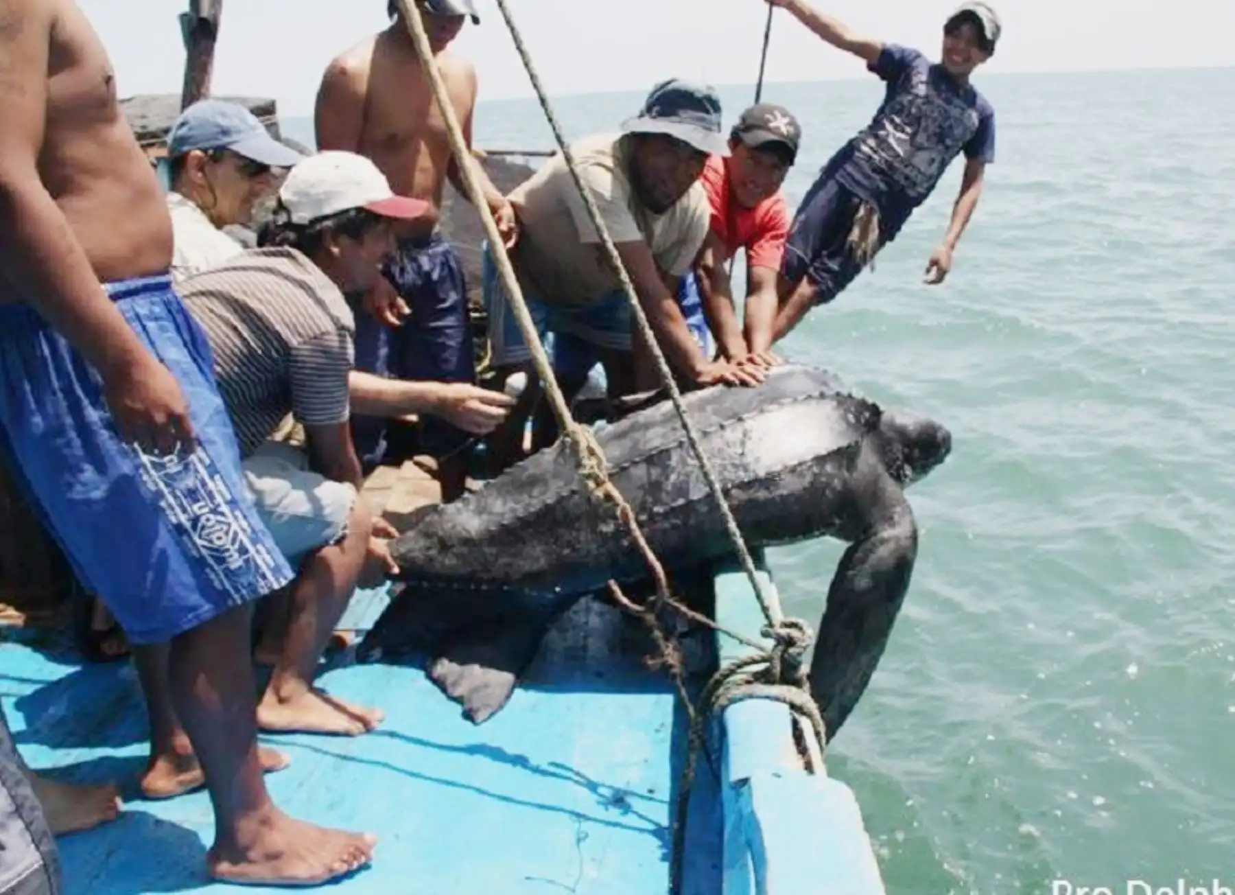 Capacitaron en Moquegua sobre buenas prácticas en la liberación de tortugas marinas afectadas por la pesca incidental. ANDINA/Difusión