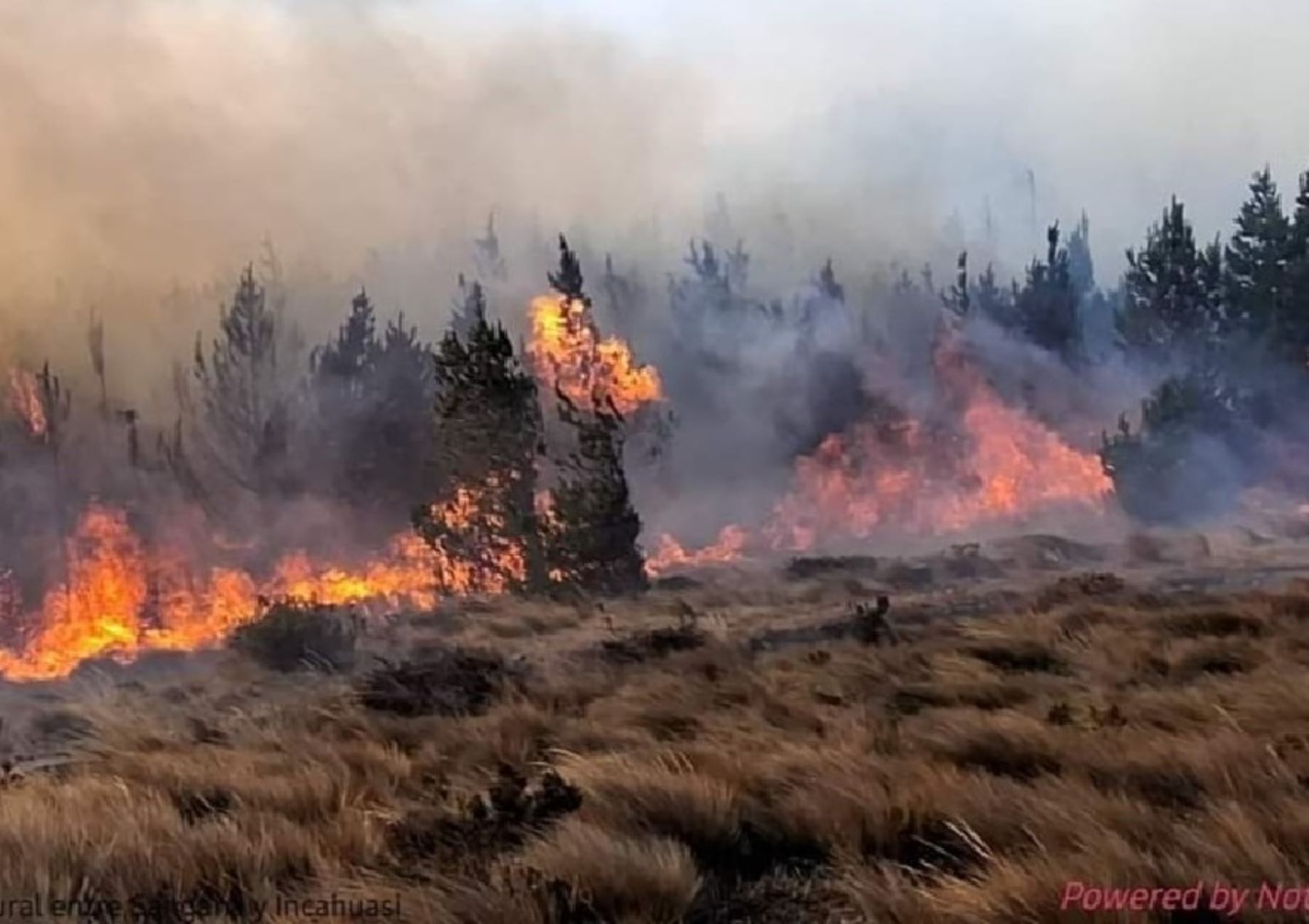 Un incendio forestal en el distrito de Incahuasi, en la sierra de Lambayeque, arrasa con más de 250,000 plantones de pino. ANDINA/Difusión