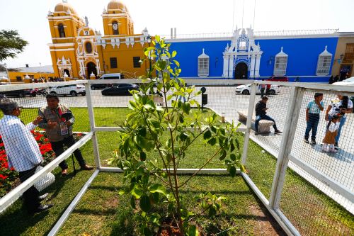 Actualmente se han sembrado cuatro variedades de árbol de la quina en la Plaza de Armas de Trujillo. ANDINA/Daniel Bracamonte