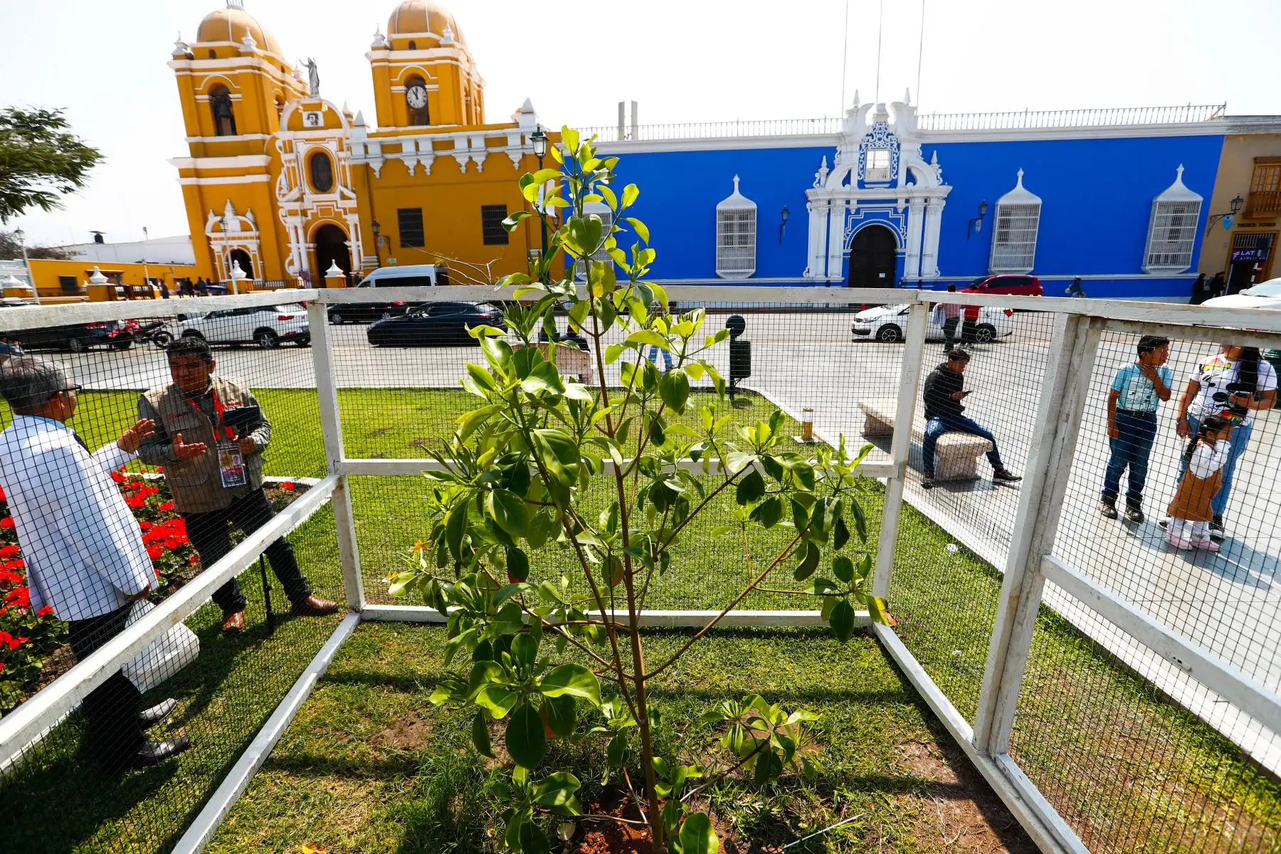 El árbol de la quina es originario de Sudamérica y es el símbolo del escudo nacional del Perú. Con el fin de preservar esta especie, la ciudad de Trujillo, en la región La Libertad, alberga 4 ejemplares en proceso de crecimiento. Foto: ANDINA/Daniel Bracamonte