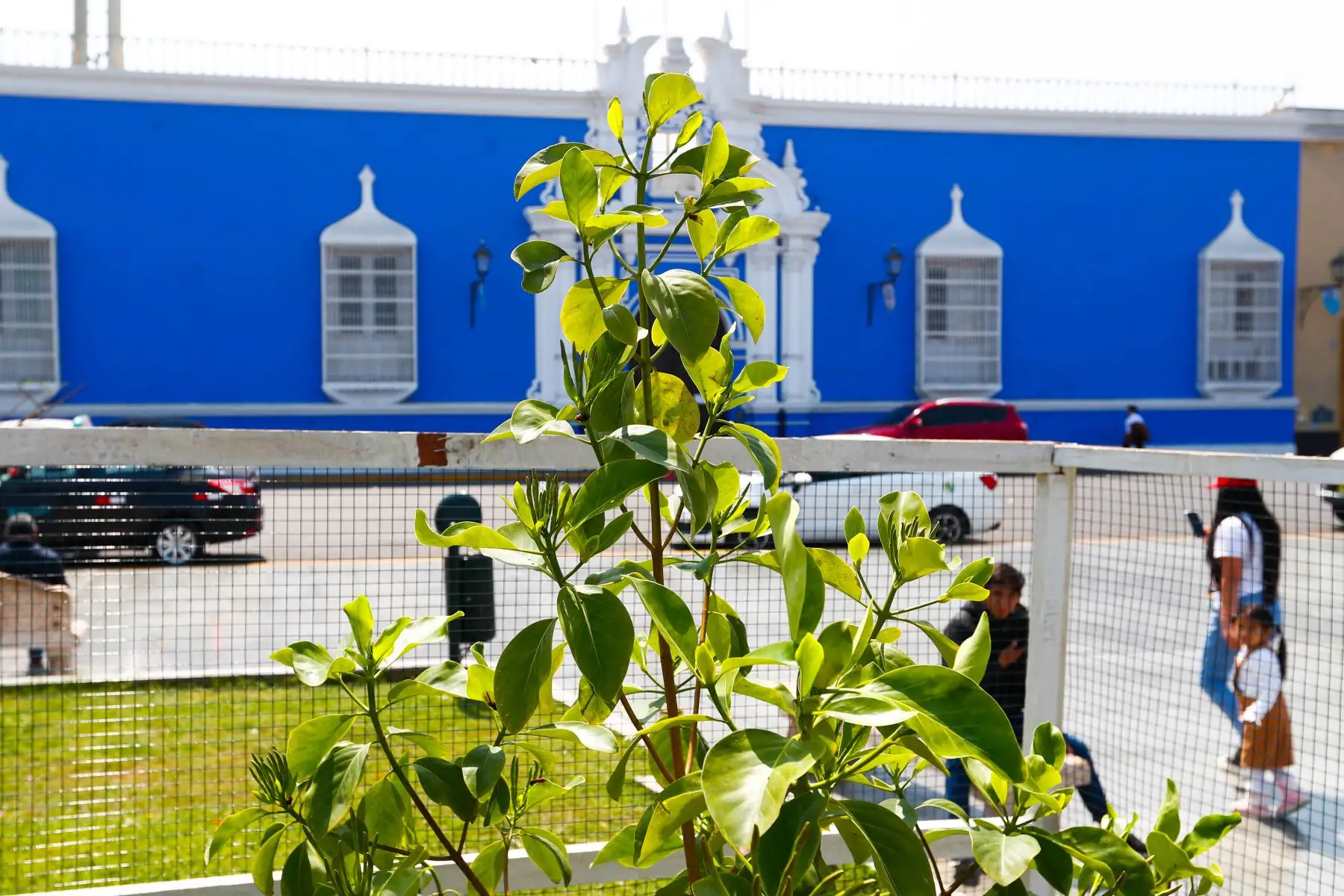 El árbol de la quina es originario de Sudamérica y es el símbolo del escudo nacional del Perú. Con el fin de preservar esta especie, la ciudad de Trujillo, en la región La Libertad, alberga 4 ejemplares en proceso de crecimiento. Foto: ANDINA/Daniel Bracamonte