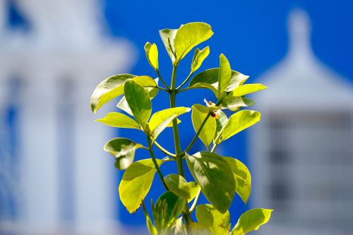 La quina es un árbol andino de hojas anchas que puede superar los quince metros de altura. Foto: ANDINA/Daniel Bracamonte