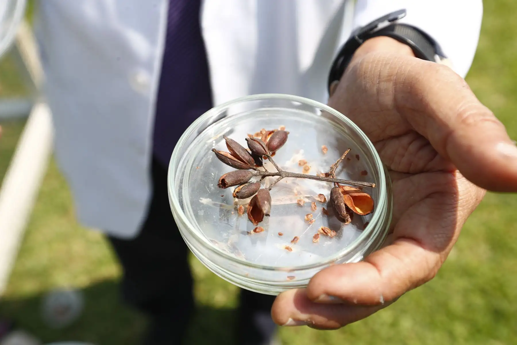 Según investigaciones científicas, el árbol de la quina tiene la tendencia a hibridarse, es decir a desarrollar nuevas especies, razón por la cual se ha trazado como objetivo generar una especie propia en la ciudad de Trujillo. Foto: ANDINA/Daniel Bracamonte