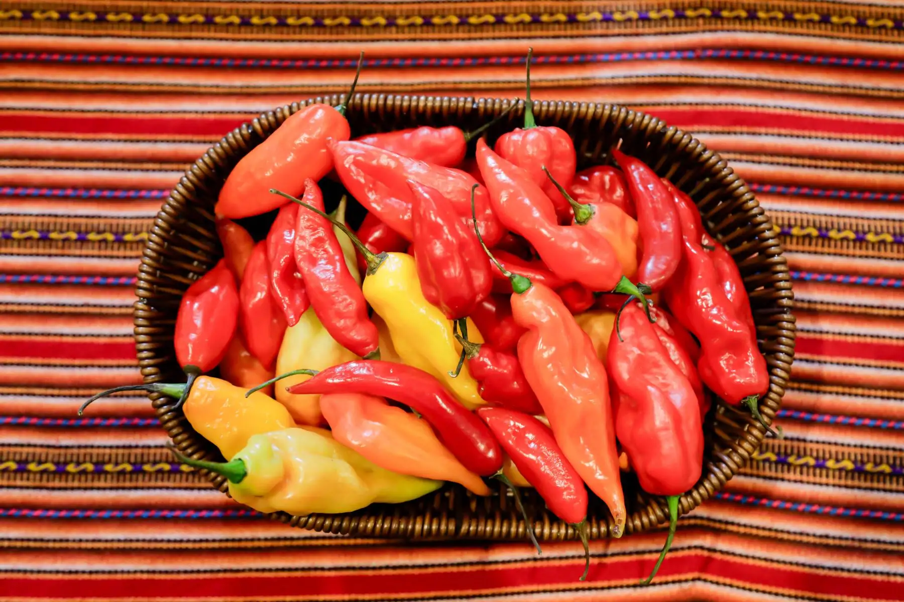 En el marco del “Día de los Ajíes Peruanos”, el Ministerio de Desarrollo Agrario y Riego informó que el Perú cuenta con más de 350 variedades registradas, entre ajíes, rocotos y pimientos; cultivados en costa, sierra y selva, que hacen de la gastronomía peruana la más preferida en el mundo. Foto: ANDINA/Difusión