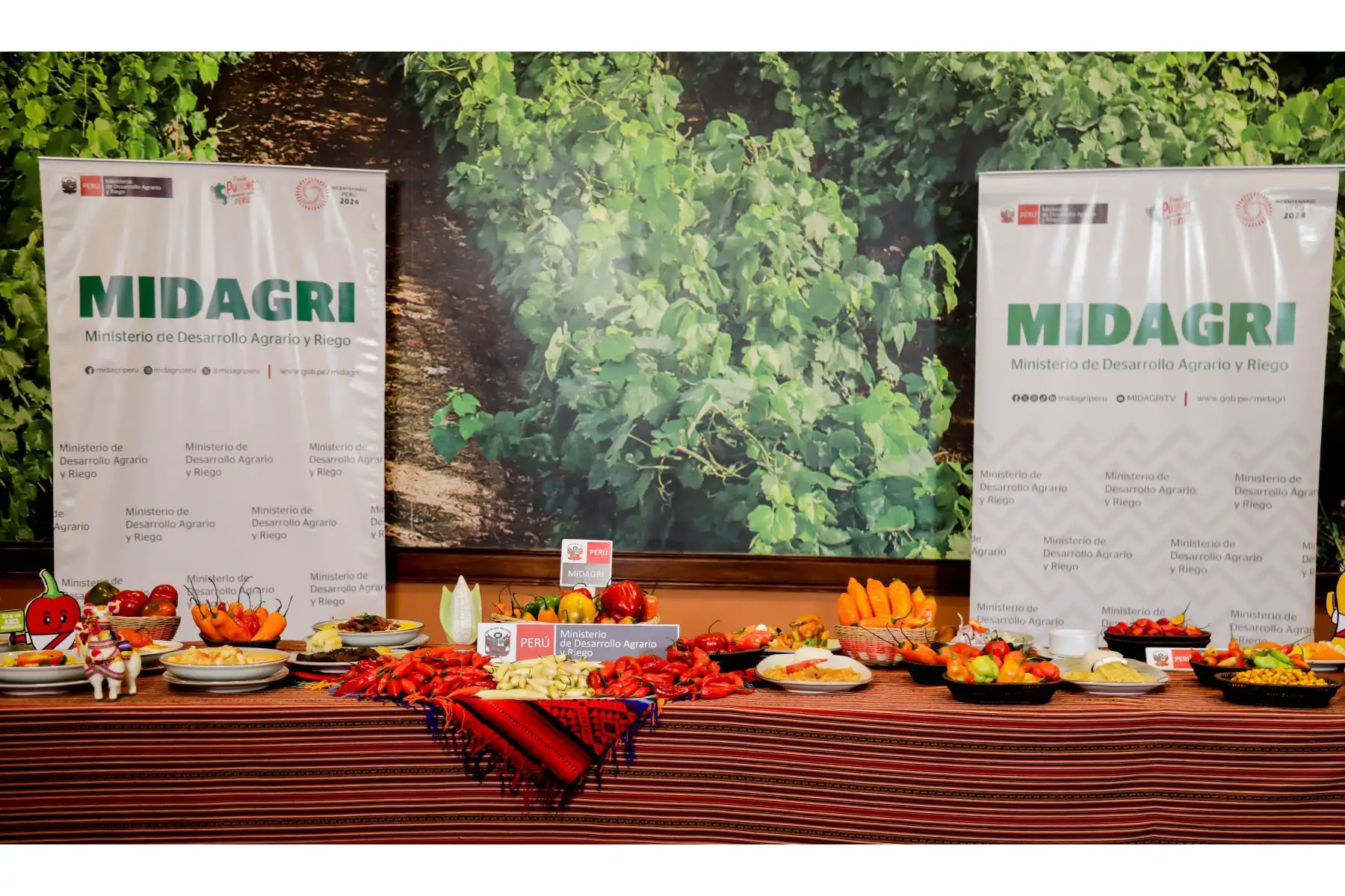 Además, se cuenta con más de 350 variedades entre ajíes, rocotos y pimientos registradas, cultivadas en los 24 departamentos, siendo los más conocidos: el amarillo, panca, charapita, montaña, el rocoto, limo, entre otros, así como aquellos que destacan localmente: cacho de cabra, pipí de mono, pacae, cerezo, entre otros. Foto: ANDINA/Difusión