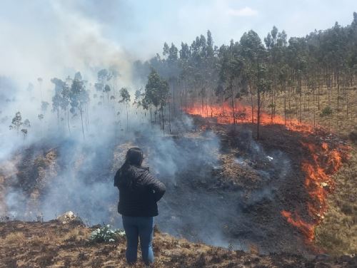 Más de 1,000 hectáreas de bosque ha arrasado un incendio forestal que se registra desde el miércoles 4 de septiembre en el distrito de Mollebamba, provincia de Santiago de Chuco, en la sierra de La Libertad. ANDINA/Difusión