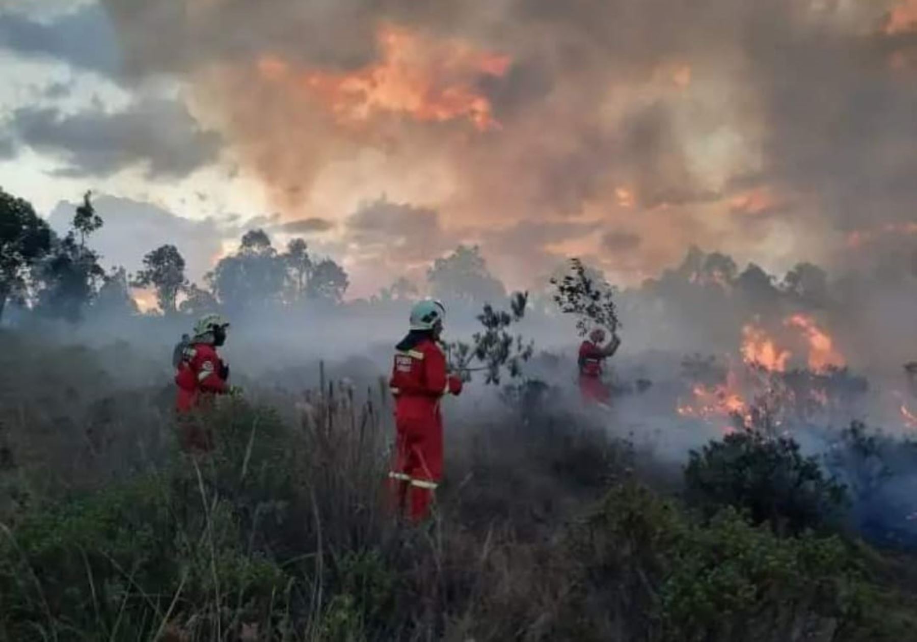 Brigadas contraincendios lograron extinguir ocho incendios forestales reportados en seis regiones del país. ANDINA/Difusión
