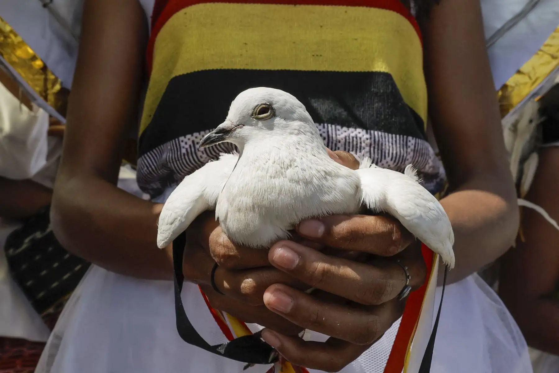 Un niño sostiene una paloma mientras los fieles católicos esperan en una calle para recibir al papa Francisco en Dili el 9 de septiembre de 2024. Foto: AFP