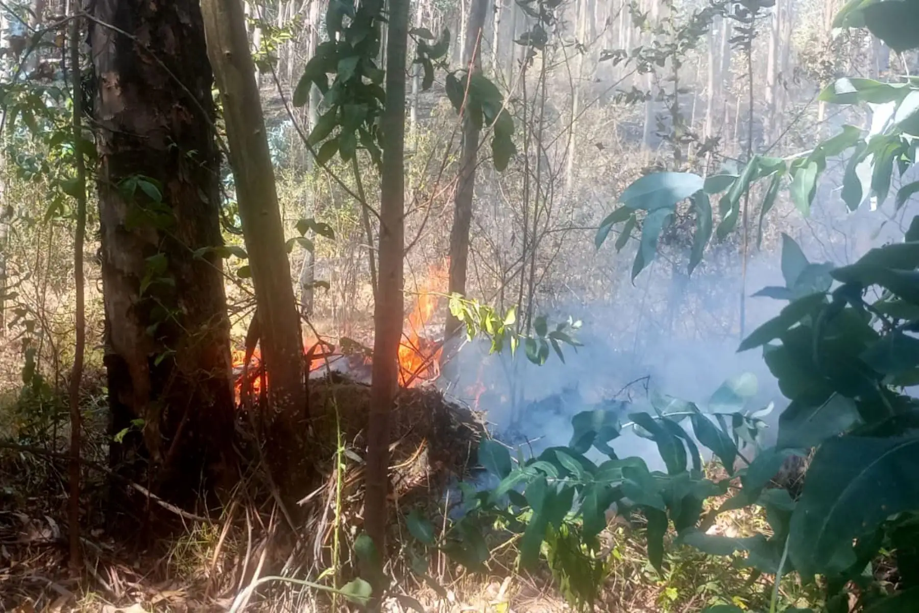 Los últimos incendios forestales reportados en las provincias de Santiago de Chuco y Sánchez Carrión, en la región La Libertad, fueron controlados por las brigadas de respuesta, pero dejaron un saldo negativo de más de 1000 hectáreas de cobertura vegetal destruidas, seis viviendas afectadas y el deceso de varias cabezas de ganado. Foto: ANDINA/Difusión