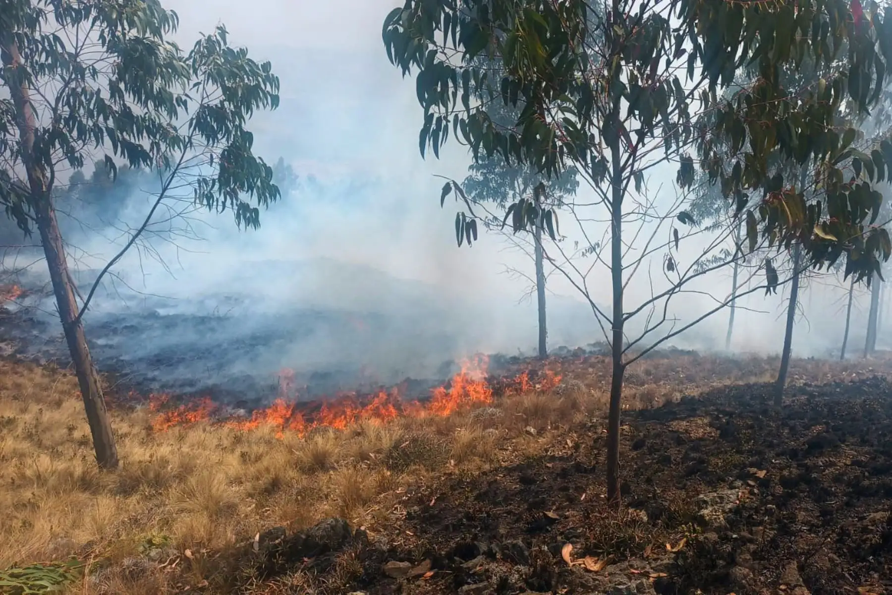 Los últimos incendios forestales reportados en las provincias de Santiago de Chuco y Sánchez Carrión, en la región La Libertad, fueron controlados por las brigadas de respuesta, pero dejaron un saldo negativo de más de 1000 hectáreas de cobertura vegetal destruidas, seis viviendas afectadas y el deceso de varias cabezas de ganado. Foto: ANDINA/Difusión