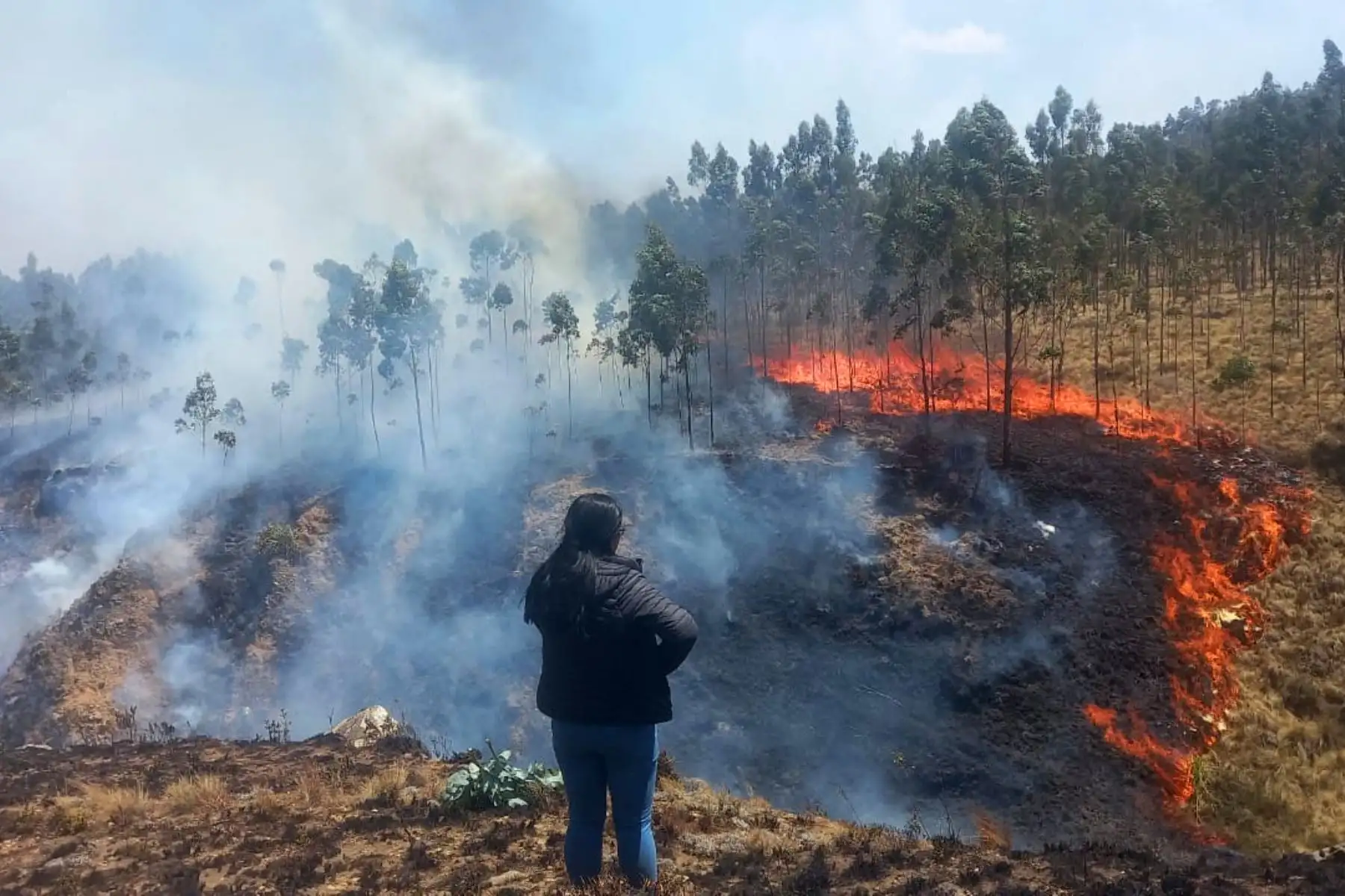 Los últimos incendios forestales reportados en las provincias de Santiago de Chuco y Sánchez Carrión, en la región La Libertad, fueron controlados por las brigadas de respuesta, pero dejaron un saldo negativo de más de 1000 hectáreas de cobertura vegetal destruidas, seis viviendas afectadas y el deceso de varias cabezas de ganado. Foto: ANDINA/Difusión