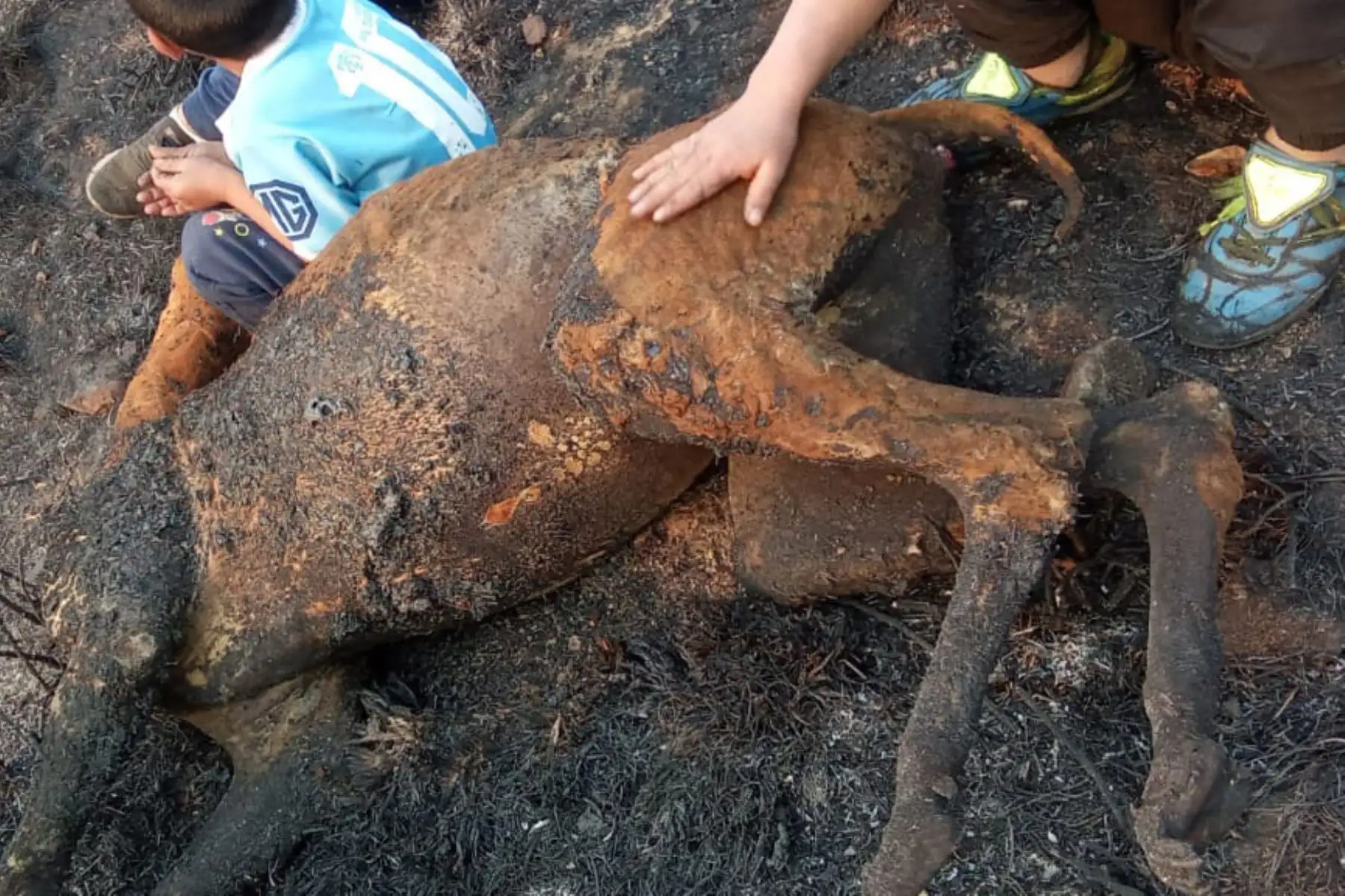 Los últimos incendios forestales reportados en las provincias de Santiago de Chuco y Sánchez Carrión, en la región La Libertad, fueron controlados por las brigadas de respuesta, pero dejaron un saldo negativo de más de 1000 hectáreas de cobertura vegetal destruidas, seis viviendas afectadas y el deceso de varias cabezas de ganado. Foto: ANDINA/Difusión