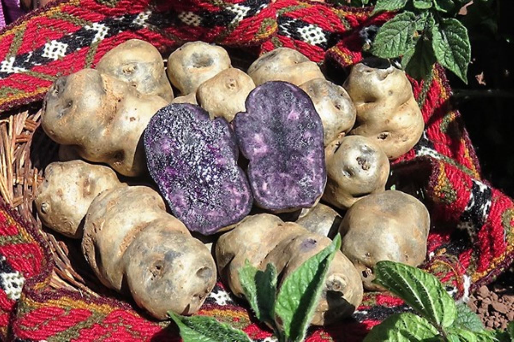 La papa nativa que usan, conocida como Kulli papa, es una variedad desarrollada por el Instituto Nacional de Innovación Agraria (INIA),que proviene de Huaraz y Andahuaylas, le confiere propiedades especiales a este bioplástico.