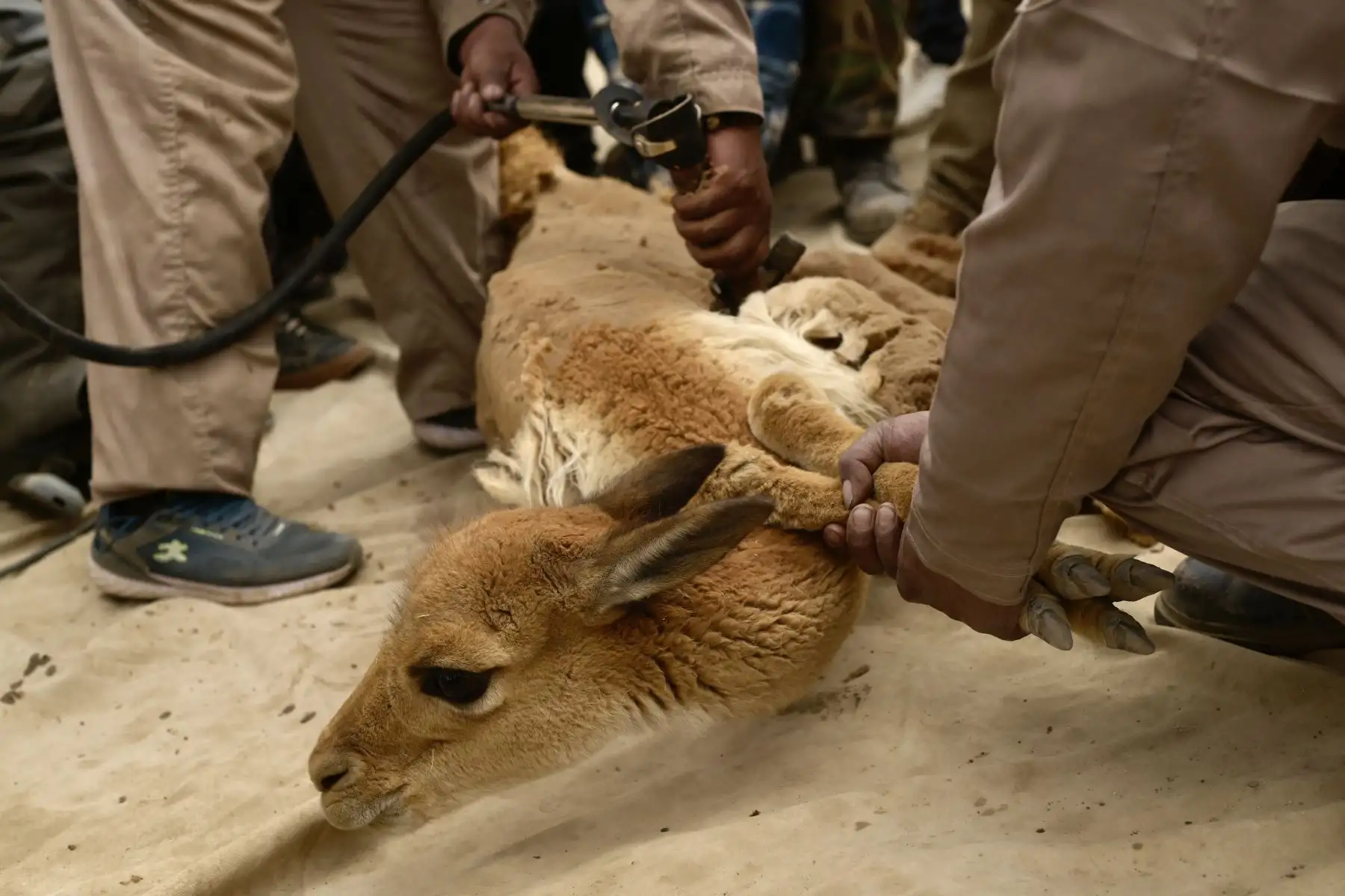 Como parte del Chaku, se capturaron alrededor de 500 vicuñas entre crías y adultos. De este grupo, 150 que cumplían con las características adecuadas fueron esquilados, lo que permitió recolectar la fibra de vicuña sin dañar a la especie.
Foto: Proyecto Especial Bicentenario