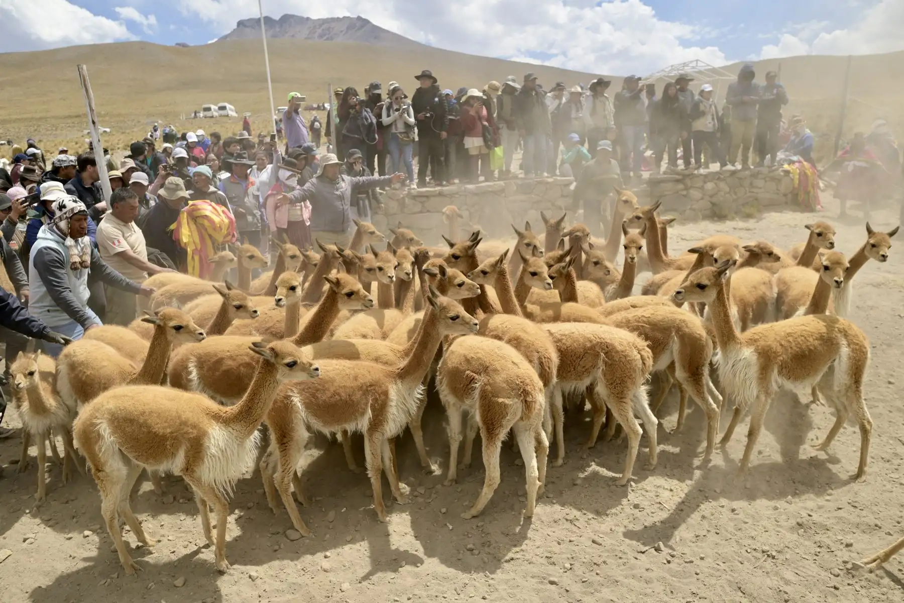 Como parte del Chaku, se capturaron alrededor de 500 vicuñas entre crías y adultos. De este grupo, 150 que cumplían con las características adecuadas fueron esquilados, lo que permitió recolectar la fibra de vicuña sin dañar a la especie.
Foto: Proyecto Especial Bicentenario