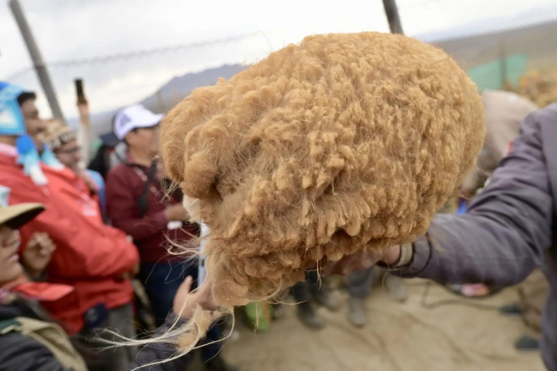 Este proceso que se realiza de manera respetuosa asegura la supervivencia de este emblemático animal.
Foto: Proyecto Especial Bicentenario