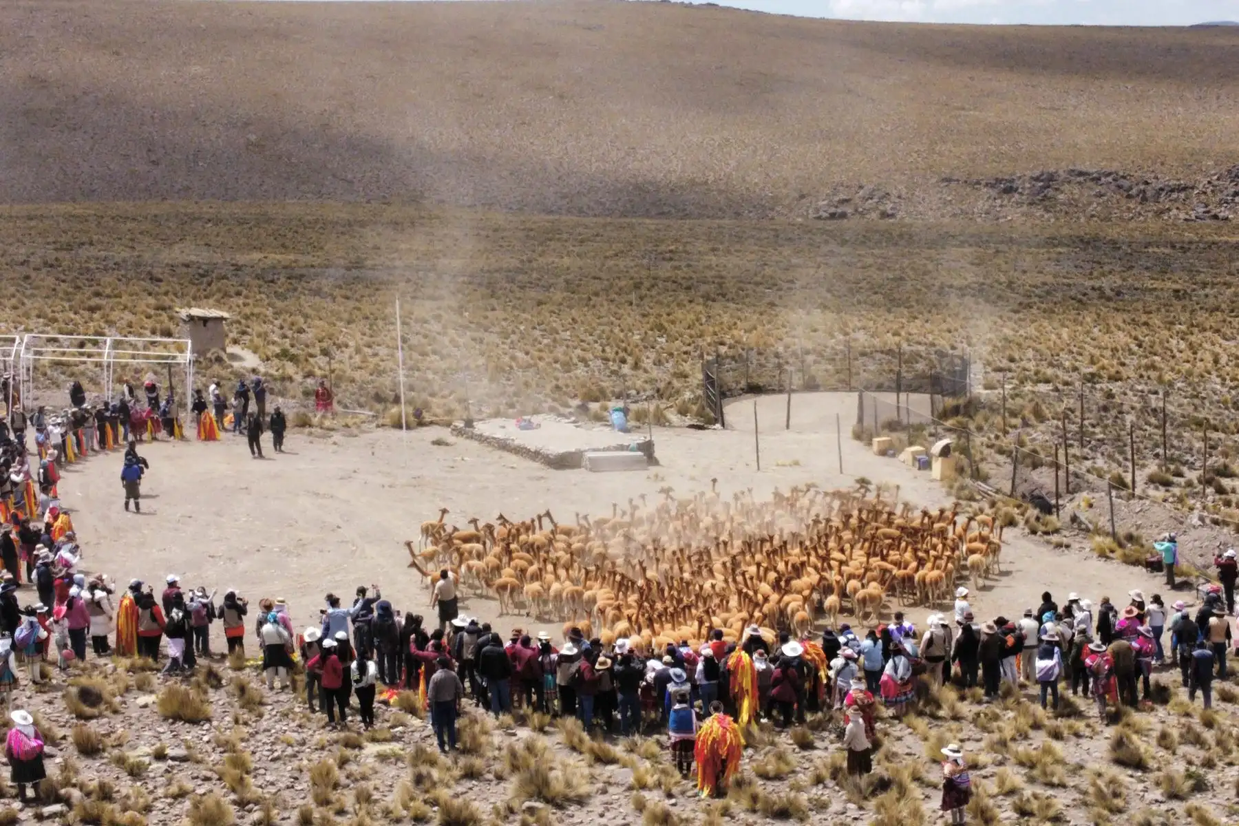Los asistentes pudieron presenciar dos momentos clave: el kasarachy o casamiento de vicuñas y la esquila, prácticas que siguen preservando el equilibro entre las comunidades andinas y su entorno natural.
Foto: Proyecto Especial Bicentenario