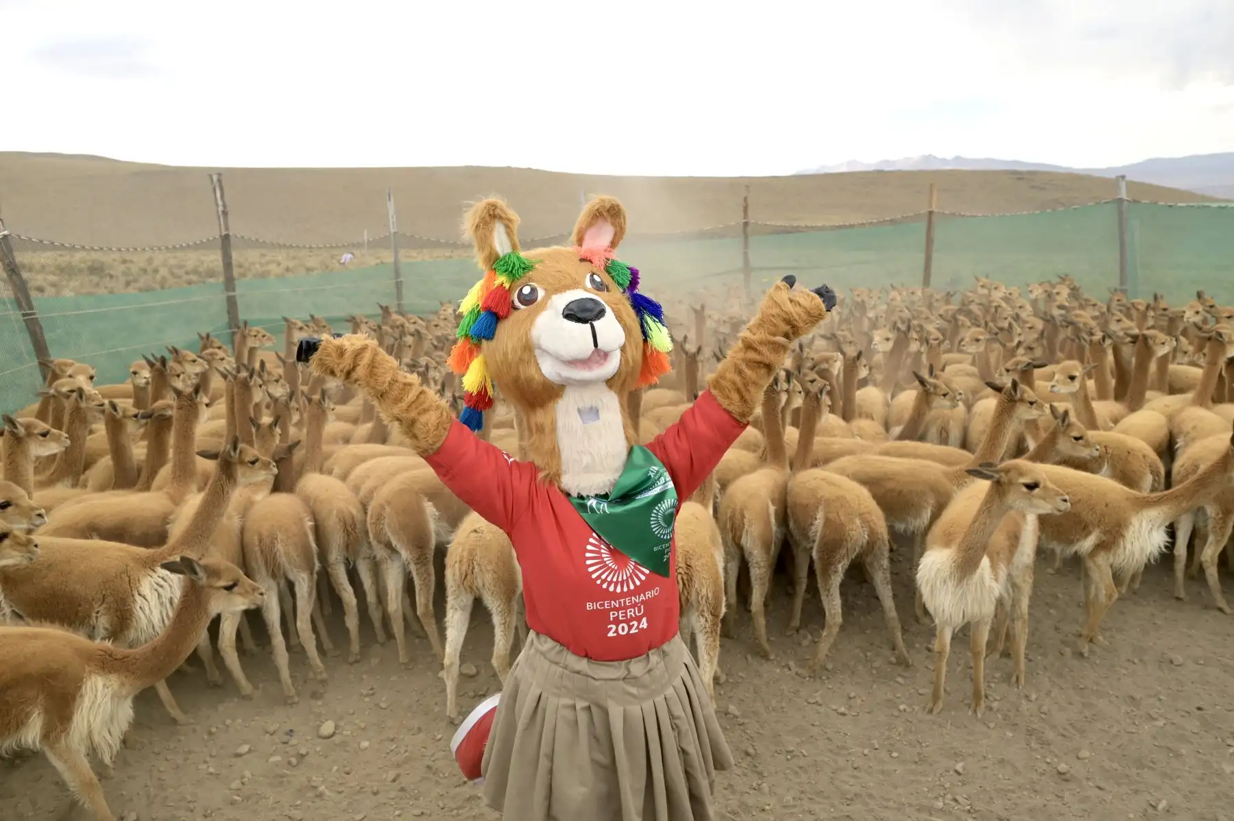 Este fin de semana, la comunidad campesina de San Juan de Tarucani, ubicada a 4210 m. s. n. m. en Arequipa, fue escenario del XIII Festival Ecoturístico Vicuña 2024 Edición Bicentenario. La celebración, que atrajo a cientos de personas, tuvo como principal actividad la realización del Chaku, una práctica andina que se mantiene viva en esta región y que busca promover la conservación de esta especie de los Andes.
Foto: Proyecto Especial Bicentenario