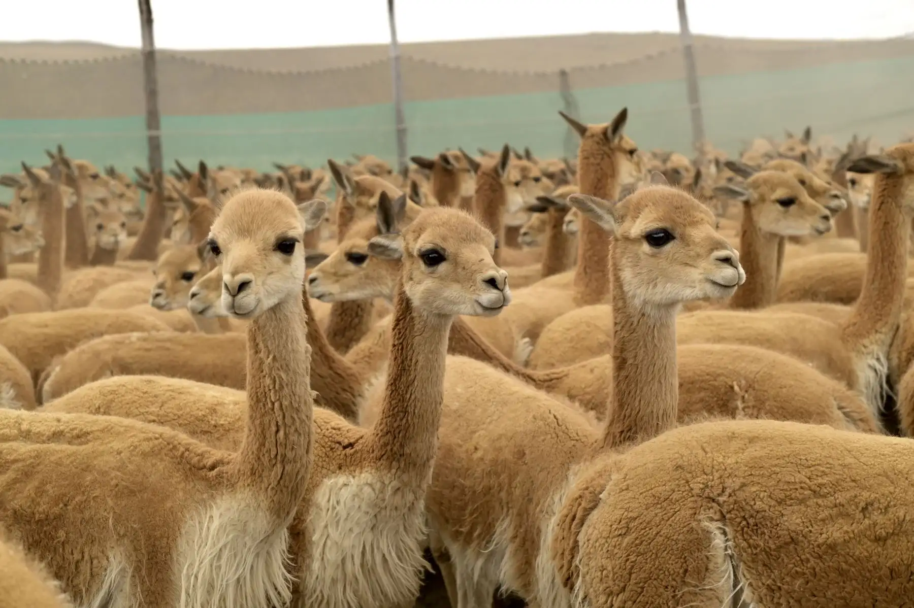 Así, se unió a Inti y Killa, dos vicuñas jóvenes de un año, en un casamiento simbólico para asegurar la fertilidad de estos animales sagrados en el distrito de San Juan de Tarucani y la Reserva Nacional de Salinas y Aguada Blanca.
Foto: Proyecto Especial Bicentenario