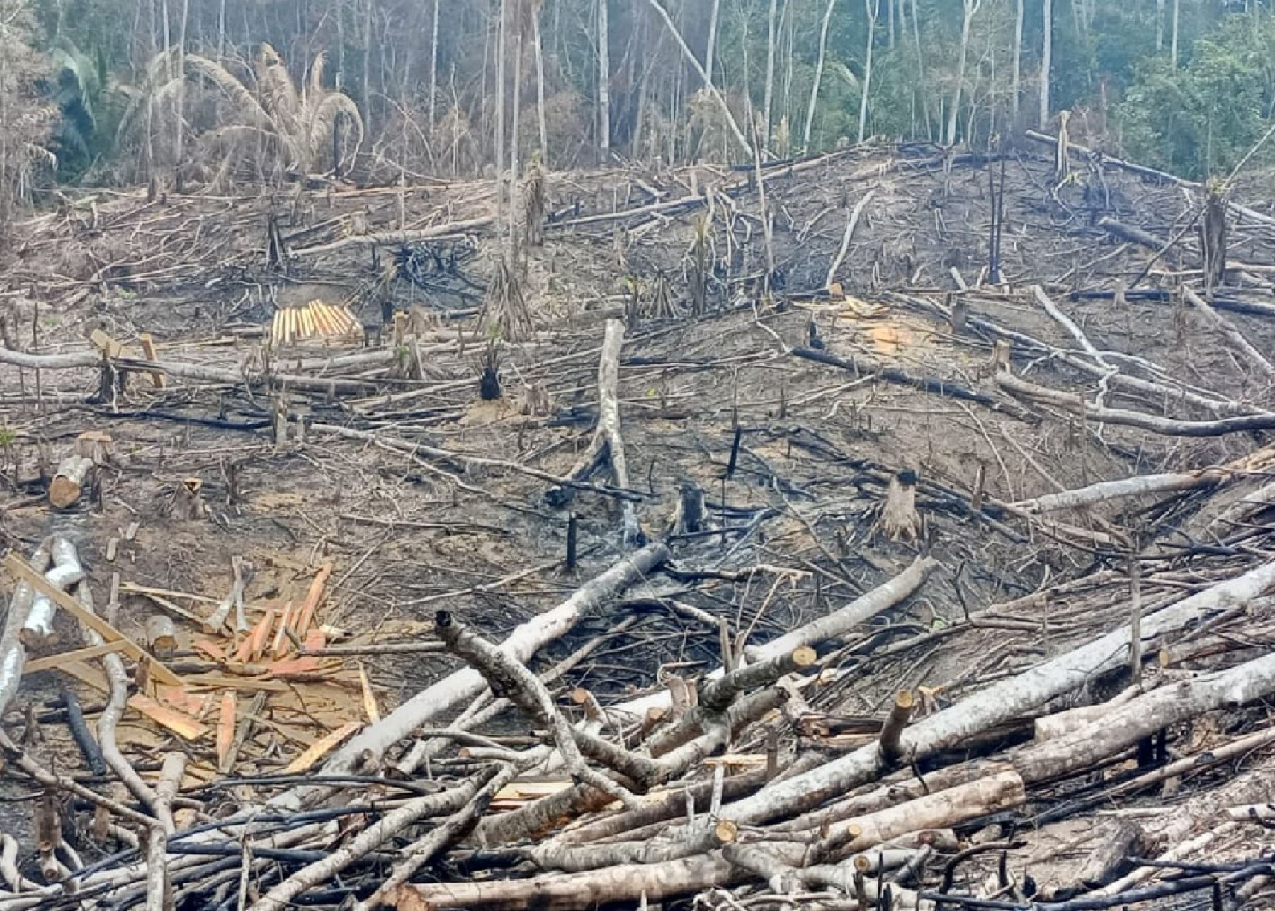 Incendios forestales en la región San Martín arrasaron con más de 393 hectáreas de bosques y áreas de cultivo. ANDINA/Difusión