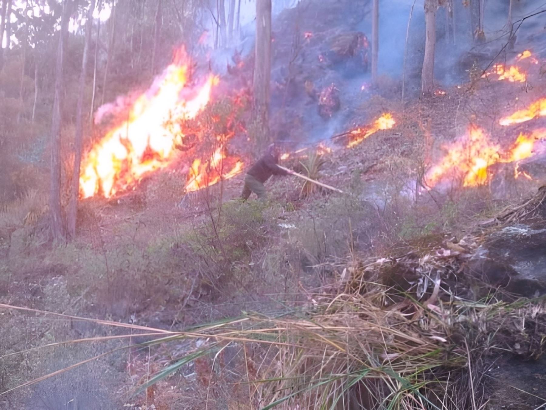 Incendios forestales en Perú: siniestros dejan seis fallecidos en lo que va del año | Noticias | Agencia Peruana de Noticias Andina