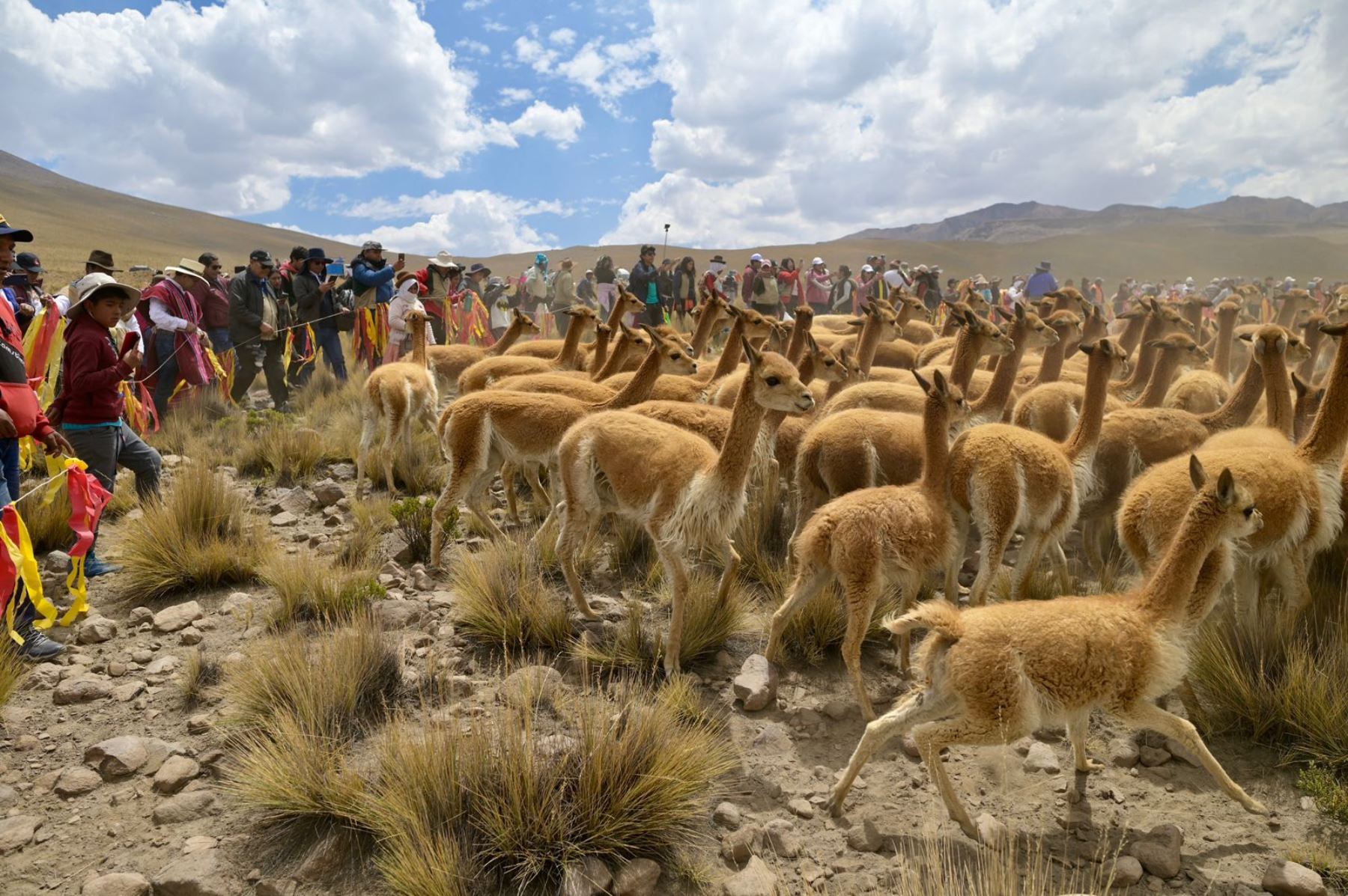 La comunidad campesina de San Juan de Tarucani, ubicada en Arequipa, celebró el chaccu, el tradicional ritual de esquila de vicuñas. ANDINA/Difusión