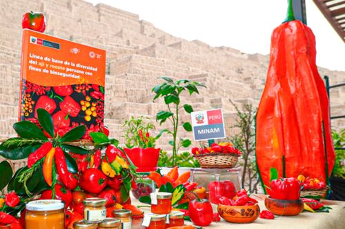 Desde tiempos prehispánicos, el ají y el rocoto han sido elementos esenciales en la agricultura y la gastronomía peruanas. Foto: ANDINA/Minam