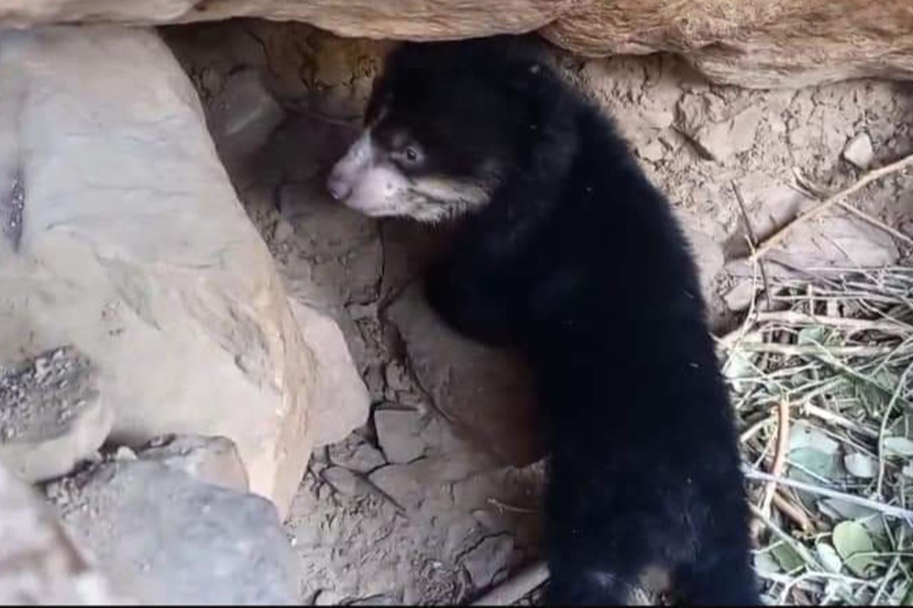 Los osos Lola y Tongo tuvieron un cachorro en la reserva ecológica Chaparrí, en la región Lambayeque. Foto: Cortesía