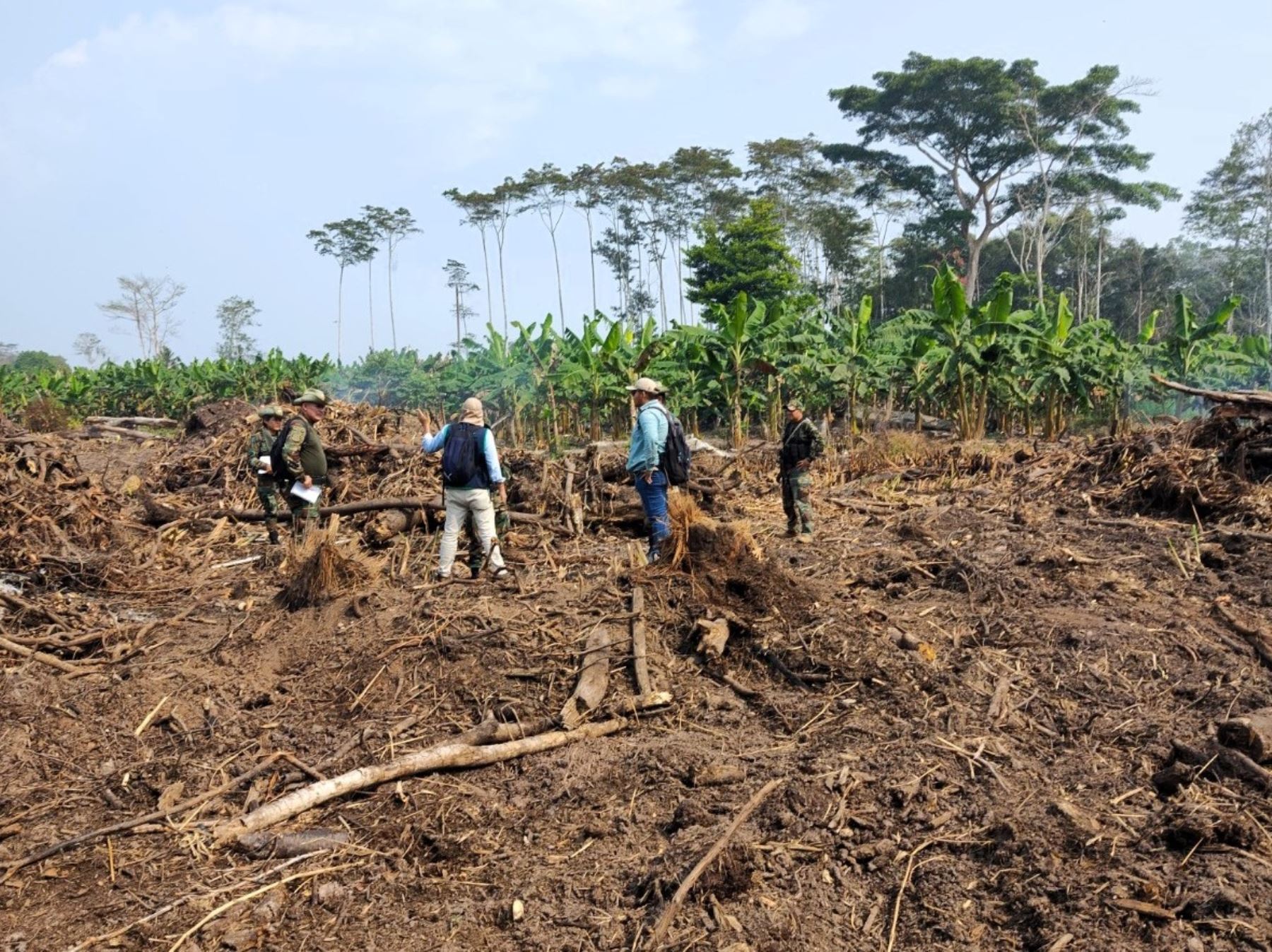 Fiscalía Ambiental de Moyobamba, región San Martín, constató la deforestación ilegal de varias hectáreas de bosque primario en el área de concesión Tingana. ANDINA/Difusión