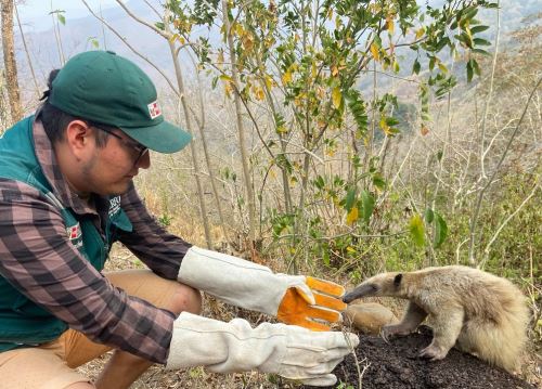 Especialistas del Serfor salvan a ejemplar de oso hormiguero de incendio forestal en provincia de San Ignacio, en Cajamarca, y tras ser atendido fue retornado a su hábitat natural. ANDINA/Difusión