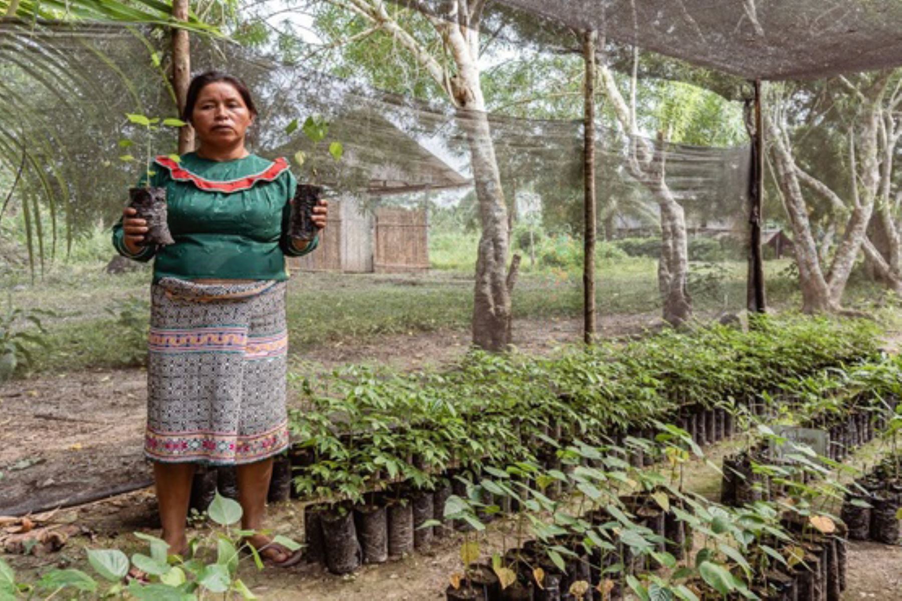 Por medio del Programa Bosques, el Minam entregará incentivos para desarrollar emprendimientos productivos amigables con el ambiente. Foto: ANDINA/Minam