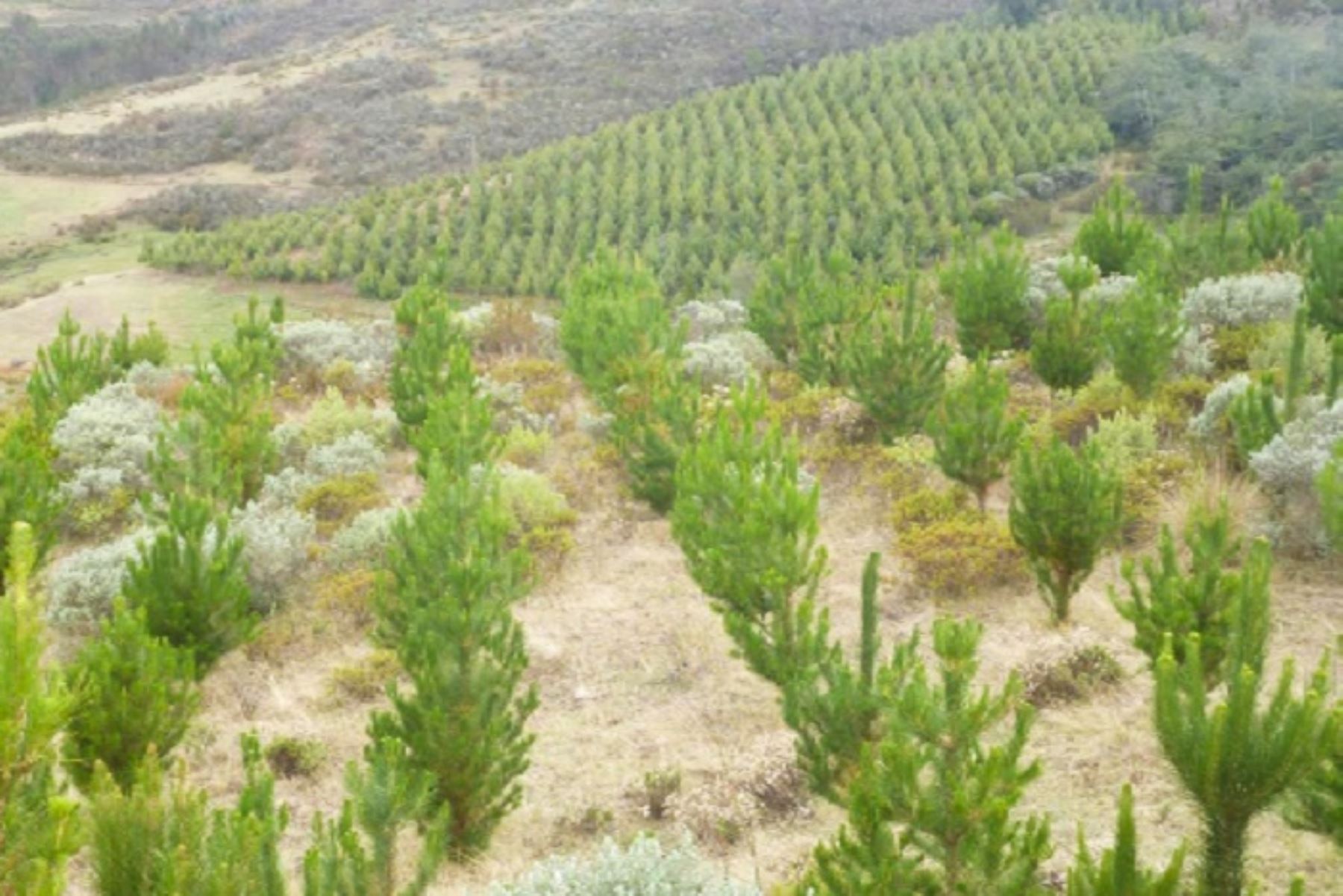 “Con los plantones forestales se espera contribuir con el planeta y mitigar los efectos del cambio climático.