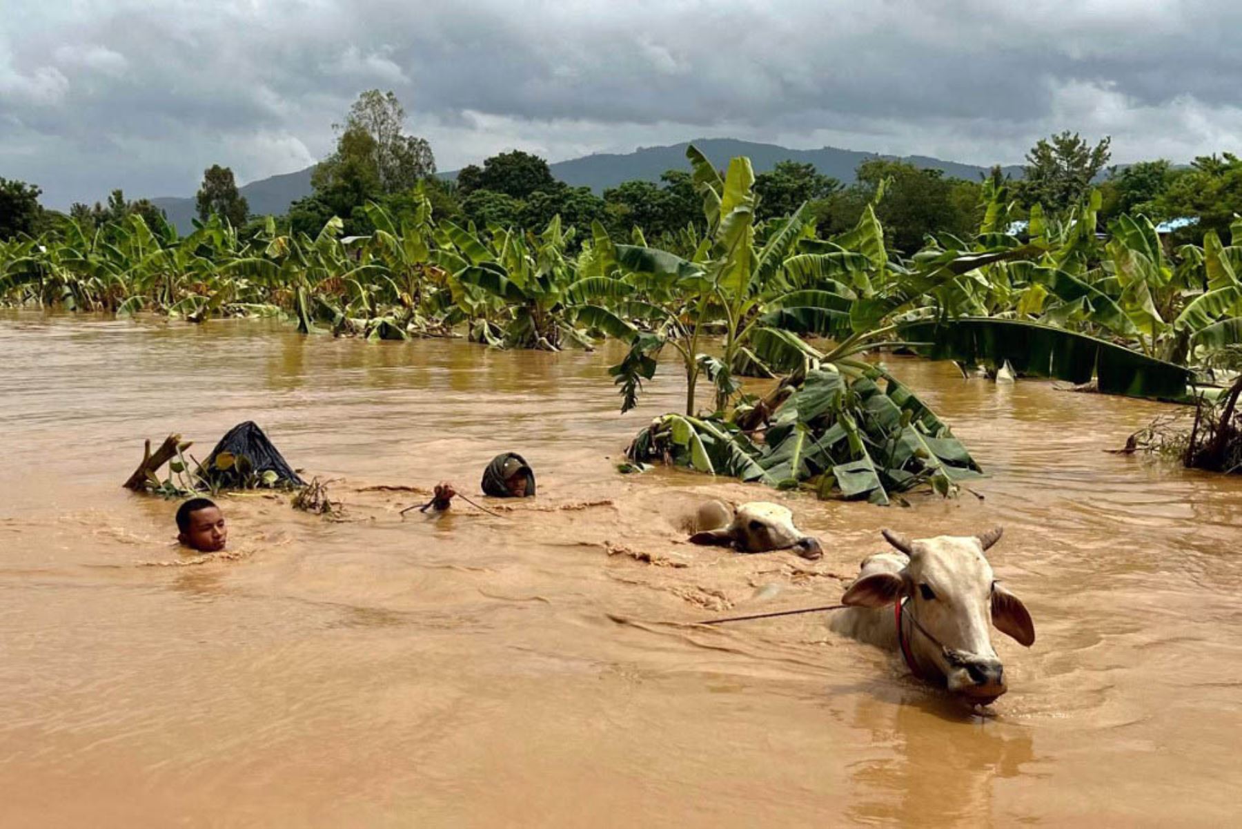 Dos hombres guían ganado a través de aguas de inundación en la aldea de Sin Thay en Pyinmana, en la región de Naypyidaw en Myanmar, Foto: AFP