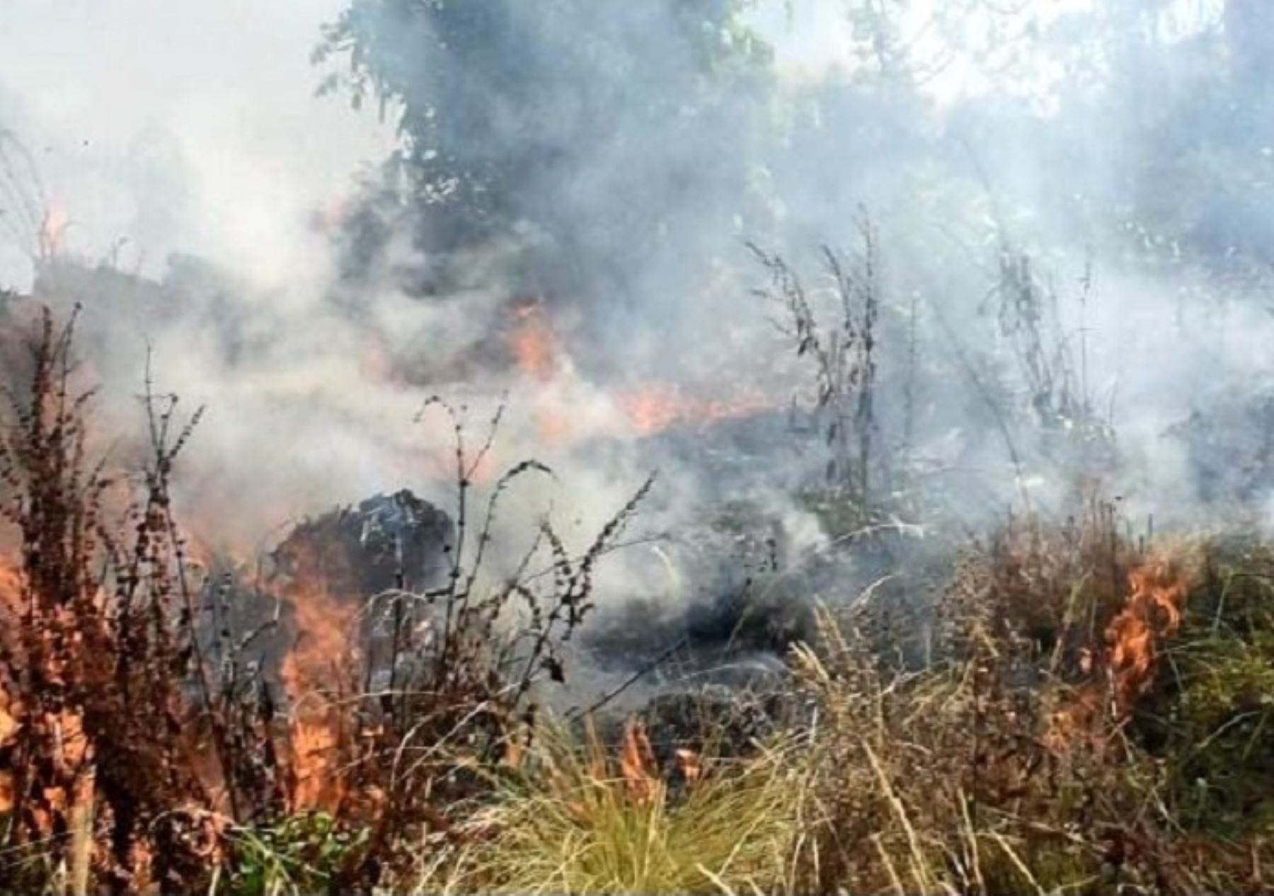 Incendios forestales en Huánuco y Pasco arrasan con bosques, cobertura natural y provocan cuantiosos daños en viviendas y terrenos de cultivo. ANDINA/Difusión