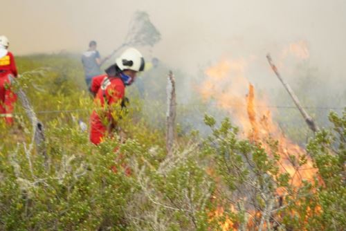 A la fecha se han registrado 75 incendios en la región Amazonas, de los cuales ya se han logrado extinguir 50, mientras que 8 están controlados y 9 permanecen activos.