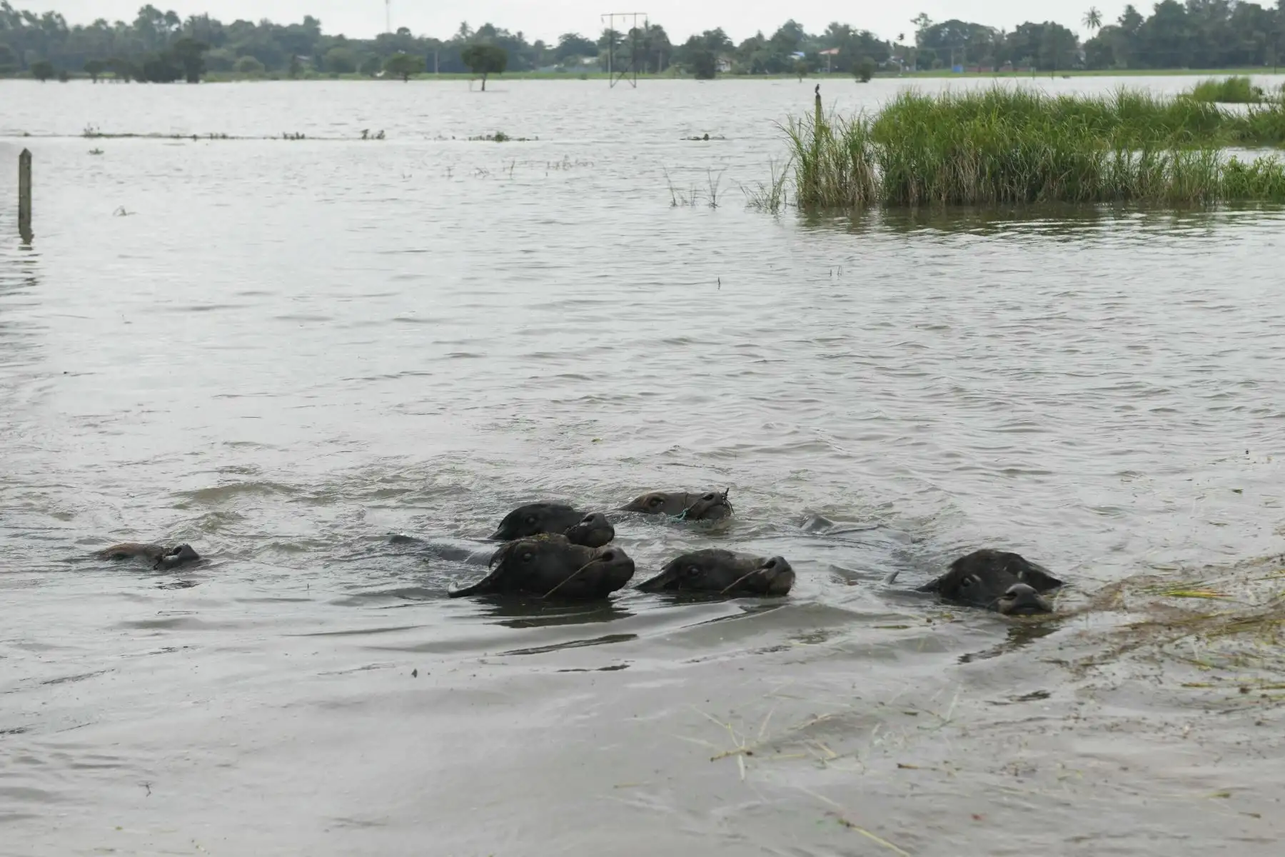 El ganado nada entre las aguas de la inundación en Taungoo, en la región de Bago, en Myanmar, el 14 de septiembre de 2024, tras las fuertes lluvias que siguieron al paso del tifón Yagi. El tifón Yagi provocó un diluvio colosal que inundó una franja del norte de Vietnam. Foto: ANDINA/AFP