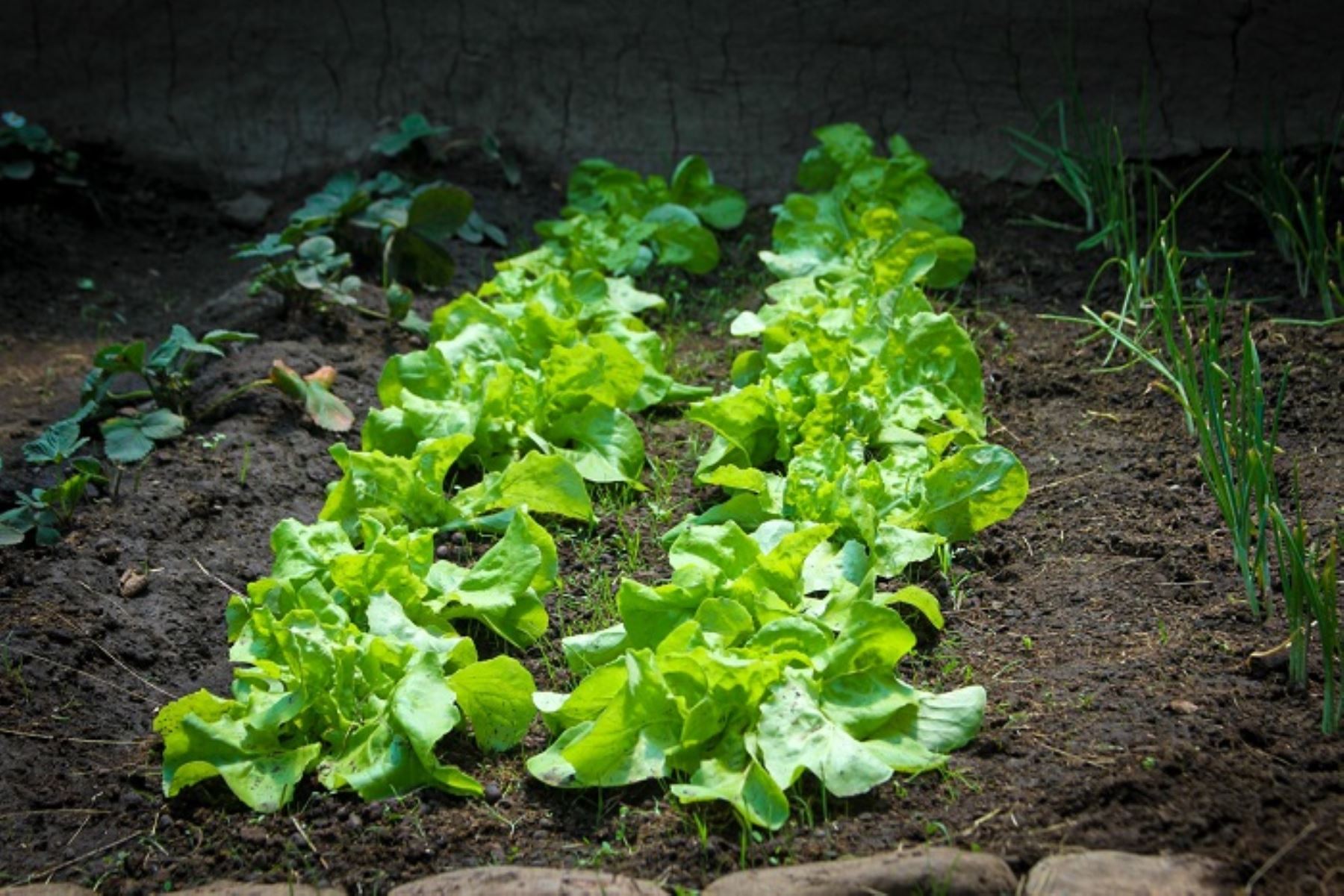 Existe formas de minimizar la presencia de microorganismos en los alimentos que comemos.  Foto: INTERNET/Medios