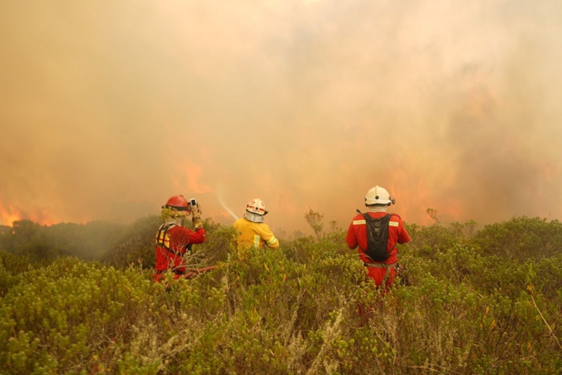 Ante la nueva crisis de incendios forestales que se vive en diversas regiones es necesario hacer un trabajo a largo plazo que comprenda desde la curricula escolar y universitaria, para dictar cursos relacionados a daños que causan los incendios. y el manejo que se debe realizar para evitar tragedias que afectan el medio ambiente y por ende la flora y fauna del Perú.