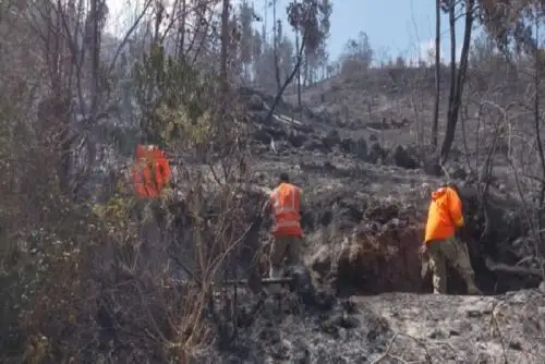Un total de 234 incendios forestales han sido reportados a escala nacional.